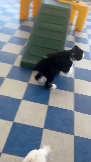 While everyone else is chilling, vibing, and living their best relaxed dog lives, this tiny chaos machine is out here doing zoomies powered entirely by enthusiasm and questionable decision-making.
He’s breezy in the sense that his brain has no obstacles — just pure, unfiltered puppy energy flowing freely through every limb.