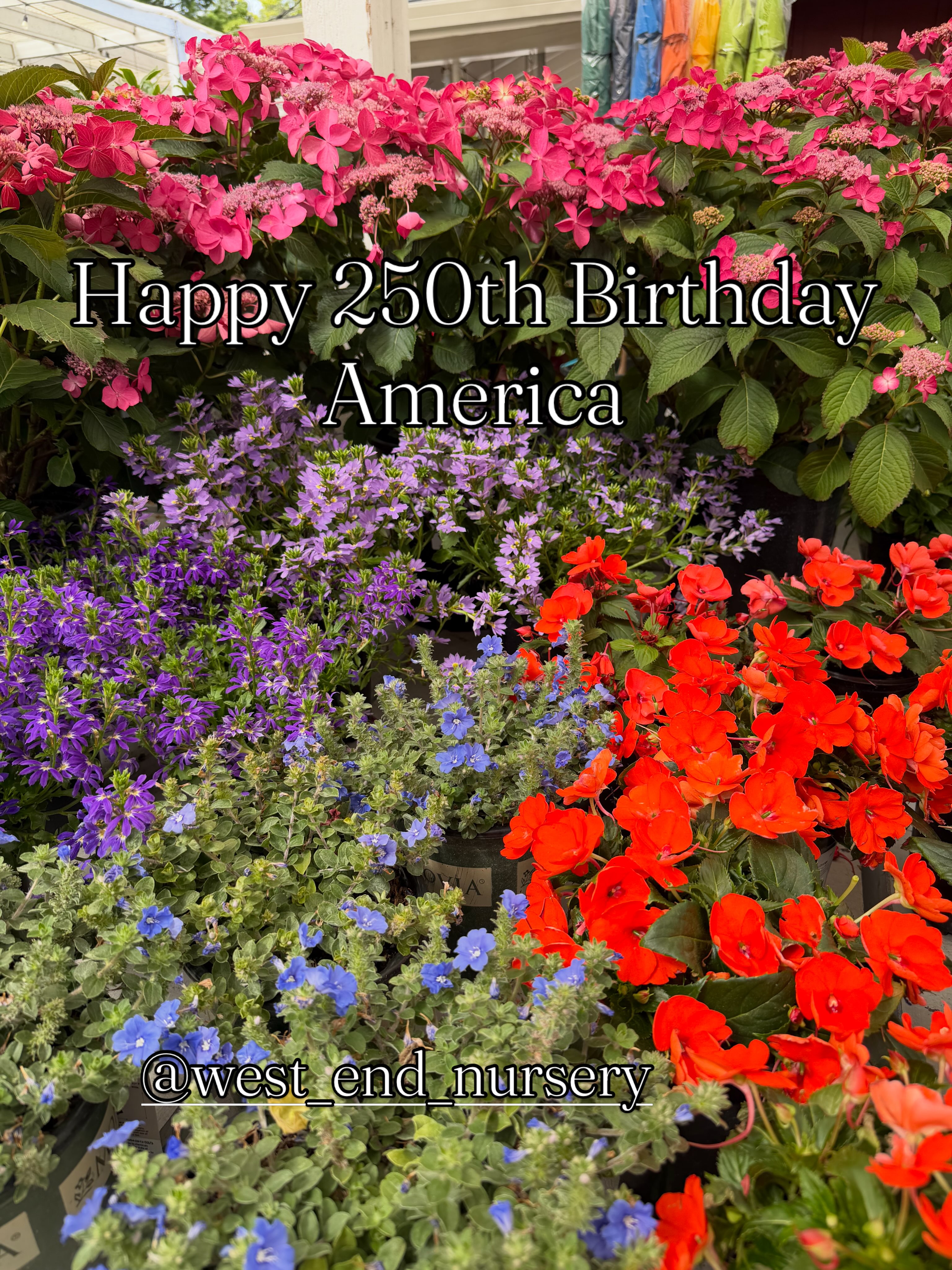 Happy Birthday America. Get out there and enjoy the celebrations. #west_end_nursery #garden #marin #gardening