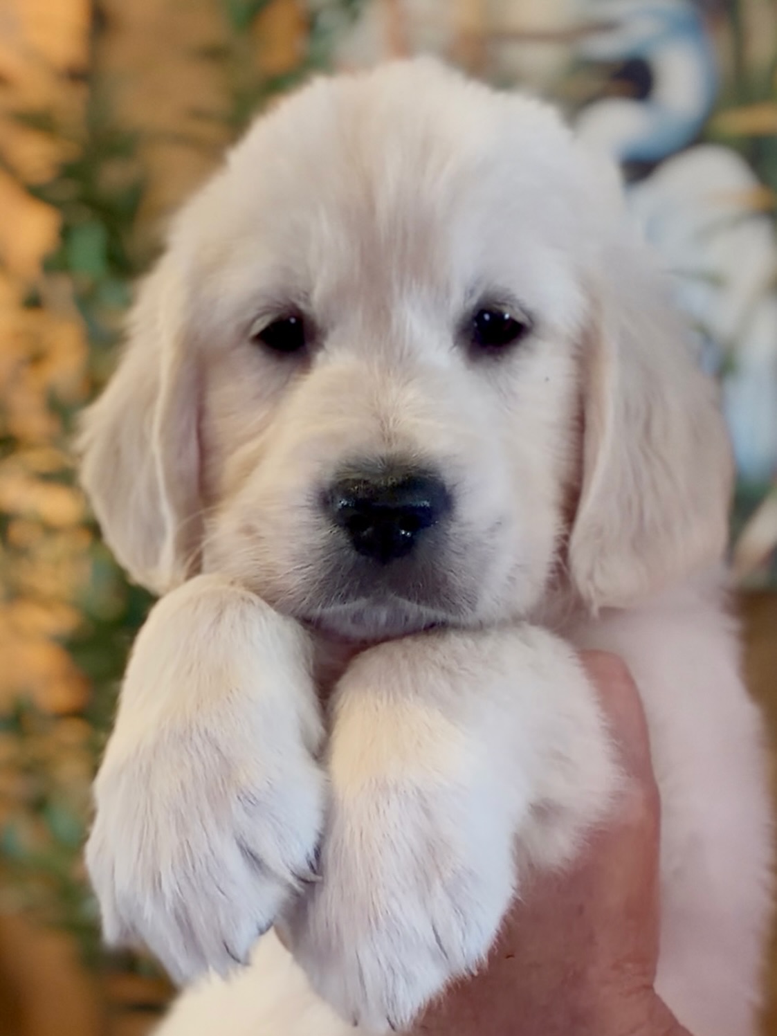 Be still my heart ♥️ this face!!! #dog #doglife #puppylife #dogsofinstagram #goldenretrieverworld