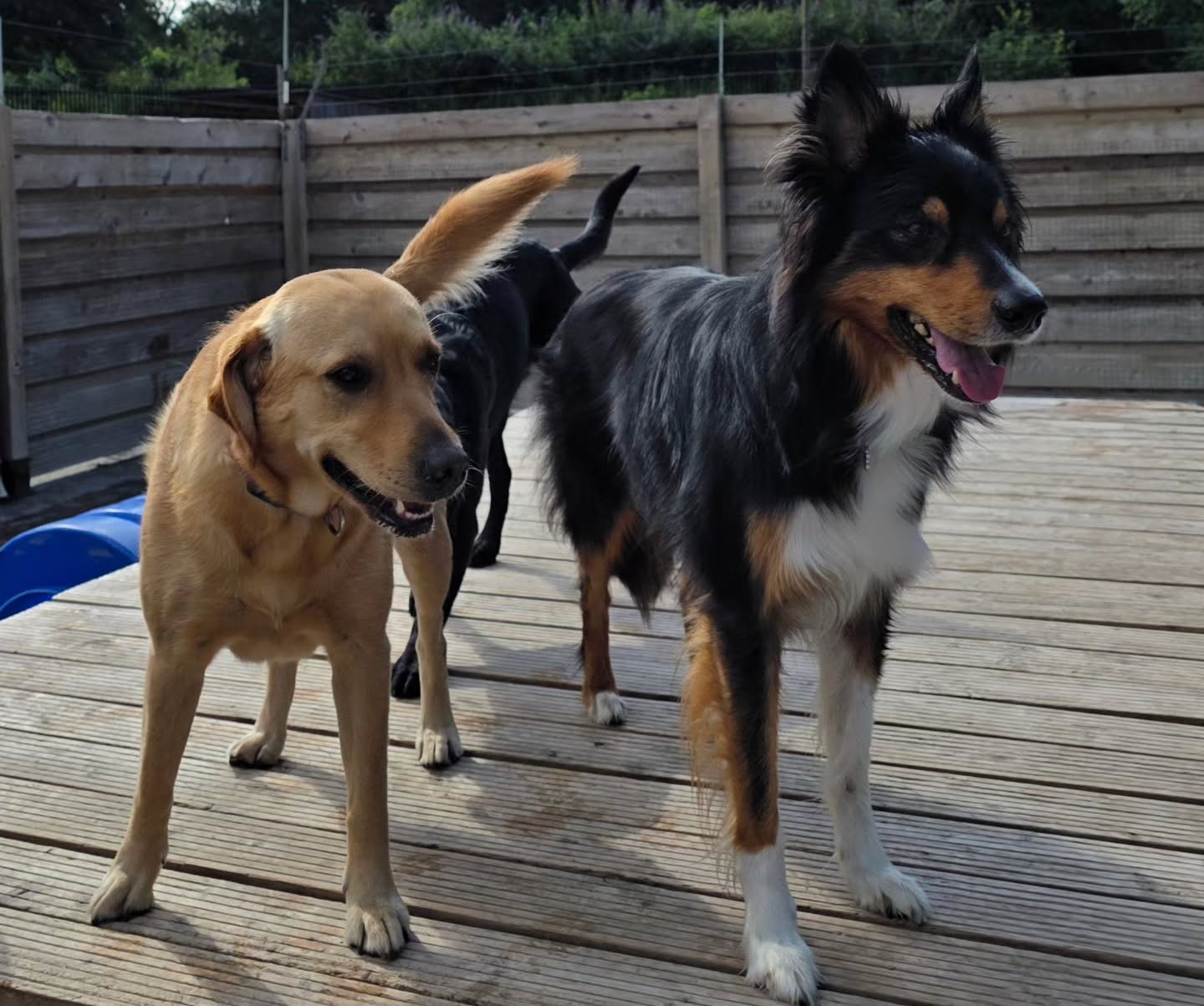 Happy Doggy Daycare 🐕 ❤️