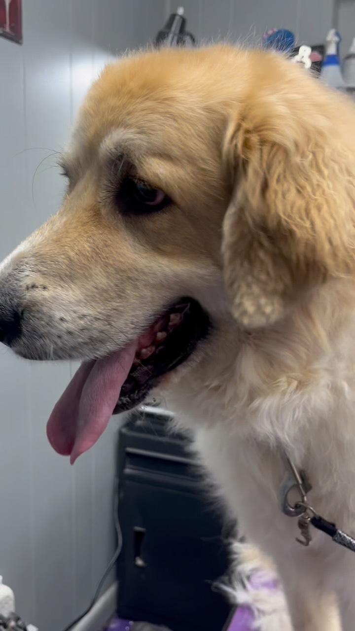 Now that’s a transformation!🧼✂️
Demi came in for some pampering and left with a fresh, clean coat that’s as soft as it looks. Great Pyrenees have a beautiful double coat that benefits from regular maintenance.
Not every Great Pyrenees needs a shave—many just need a good bath, blowout, and deshed to remove loose undercoat and keep their coat healthy.
Whatever you need is we’ve got you!
We can’t wait to see you again, Demi!✨🐾
#itsarrrufflife #greatpyrenees #grooming #knoxville