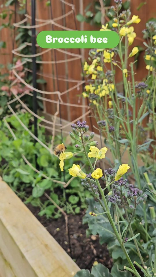Bees need their 5 a day too! #bee #bumblebee #bees #broccoli #garden