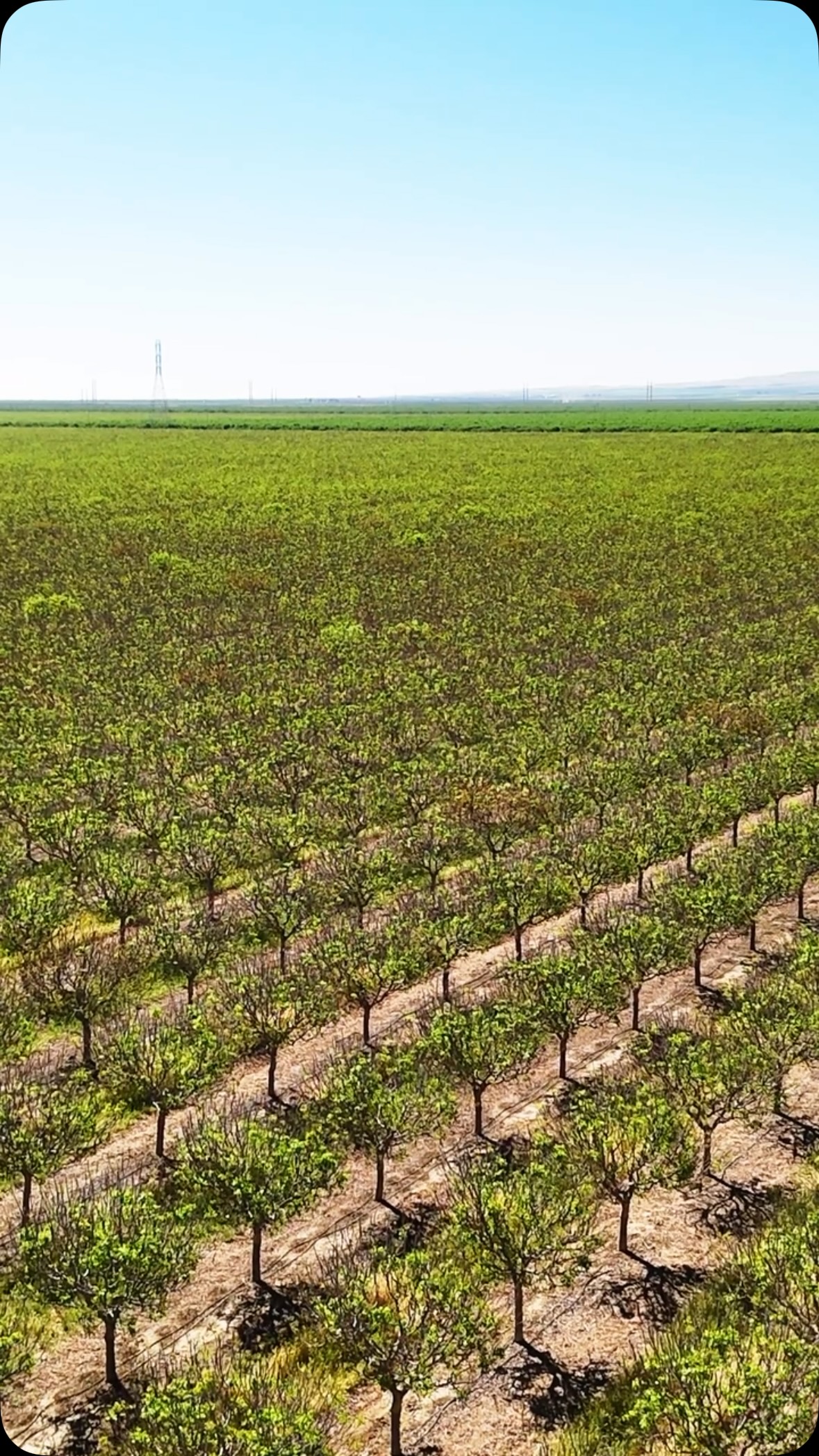 No off-season here!🌳 From topping and hedging to spreading, netting, and harvest support, Tree Barber keeps your operation moving all year long. We’re your guys to call!
📞North Valley: (209) 564-8207
📞Central Valley: (559) 363-3315
📞South Valley: (559) 201-3189