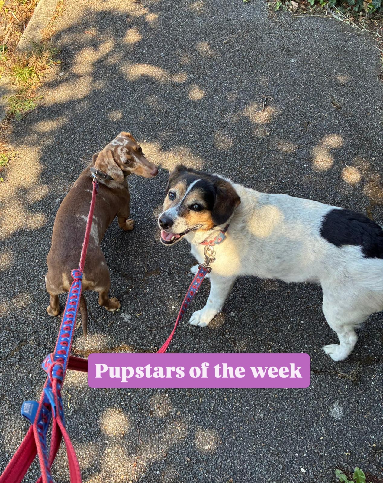 📸 Pawsome Pawtriats of the first week in July!
Dave was on holiday ☀️ which meant Mia and Mason got to walk his lovely pack of hounds. 🐶 We’ve done a number of field hire sessions, which our dachshunds love being able to run lead free.
Friday we had the mayhem in for a whole days company walk and sit. Lastly Mia’s Rolo had an agility weekend and he didn’t do too bad.
It’s hotting up again this week so it will be early walks only.
#dogwalker #dogwalkergreatwakering #dogwalkerrochford #weeklypupdates #dogwalkingservices