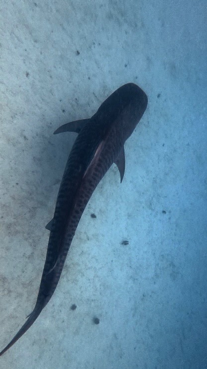 🚨Tiger Shark! 🥵
Today we were lucky enough to swim with THREE Tiger Sharks, onboard our @deepsensationsfreediving Expedition.
We also swam with many mantarays, all sorts of reef sharks and turtles. As well as watched a large pod of dolphins and spotted a dugong, between dives.