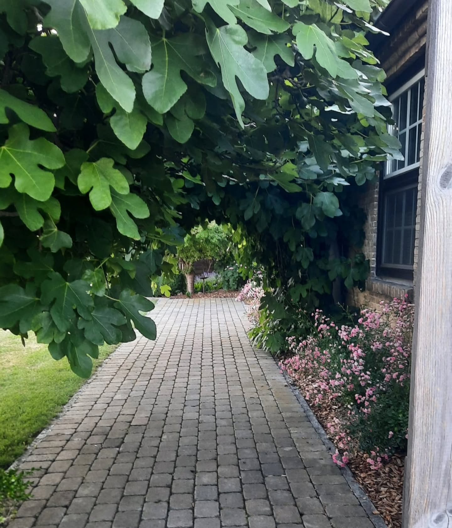 Es ist wieder soweit: die Feigenbäume im Haus im Felde wachsen im die Wette. Gut 'überdacht' führt jetzt ein Feigentunnel zum Eingang 😂