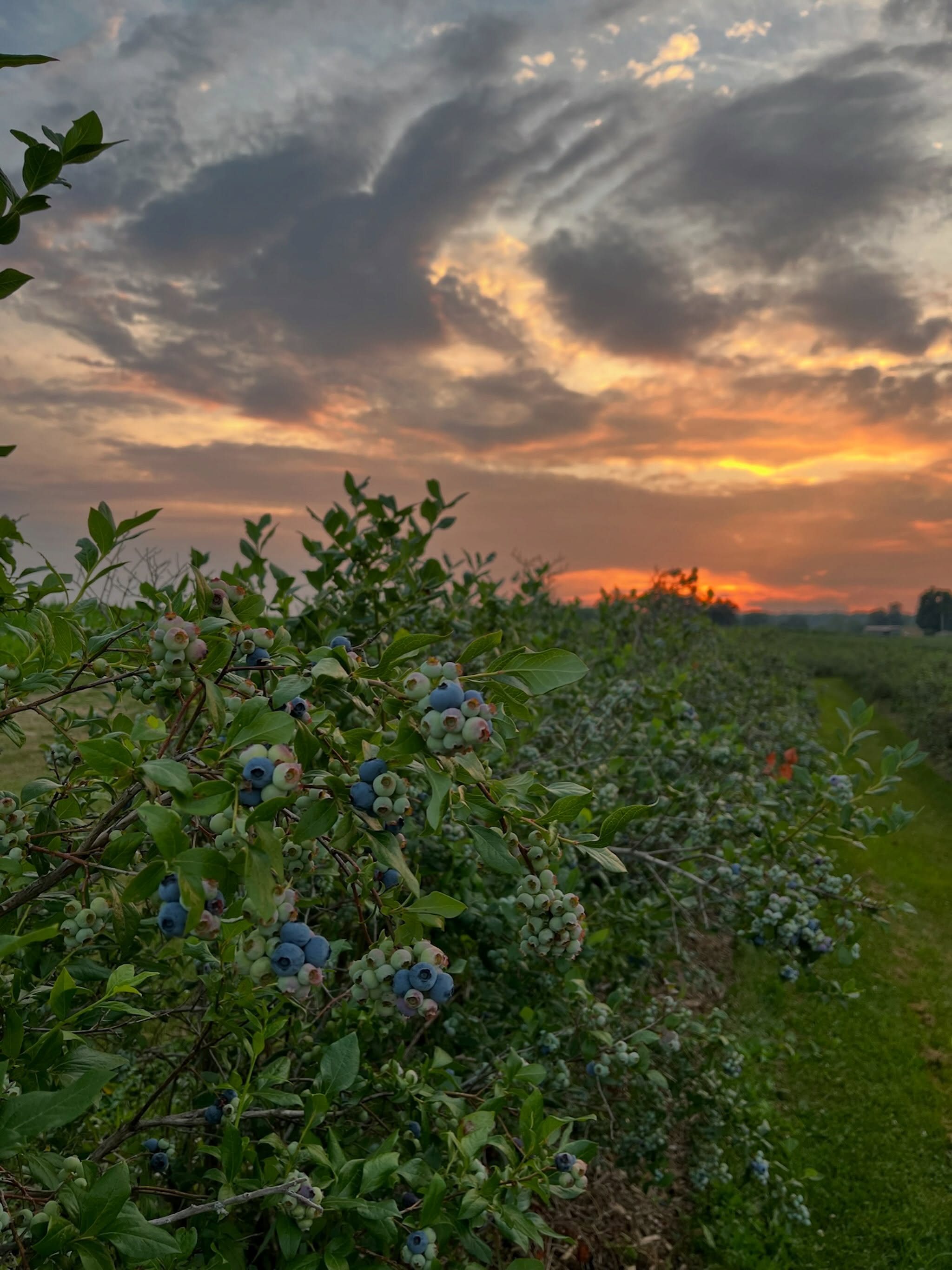 It’s a beautiful, cool day for picking blueberries! Don’t forget, we’re open late on Tuesdays, so come see us this evening until 8 pm! 🌅