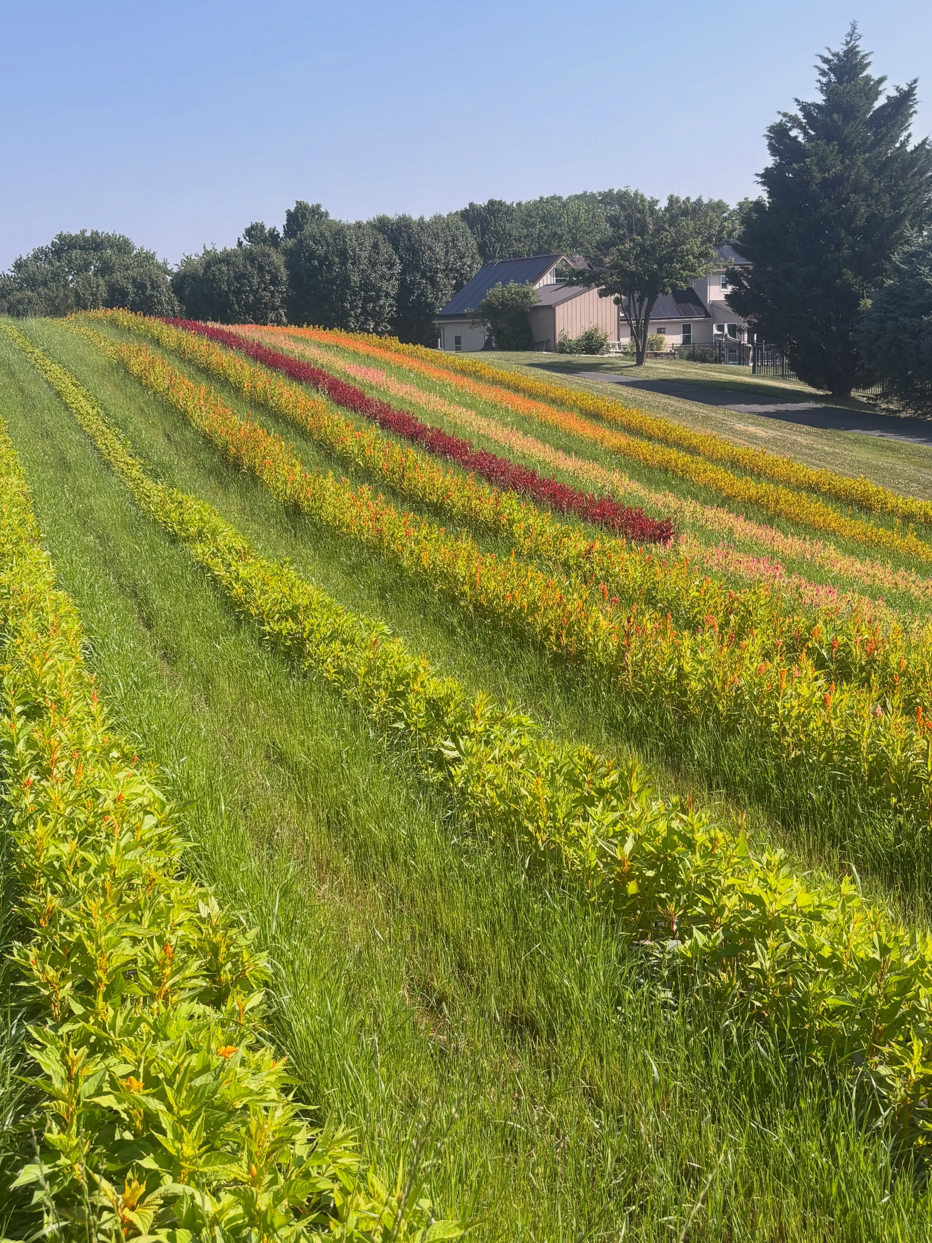 Wow some weeks are hard!
Ask me the biggest challenge to farming and I’ll be sure to answer “climate change.”
After this past week’s incredible heatwave, we culminated in no power for over 24 hrs Sat/Sun. I keep blinking this morning as I look at the 9/10” of rain in my gauge in sheer gratitude. This week was hard on plants and hard on humans. I have much to be thankful for this time, as friends and neighbors suffered great loss. And still, for me the week was just plain hard.
As climate gets wilder, scarier, more intense and more extreme, I long to do my part for our world and to do my best to make my farm resilient. This is not a divisive topic. We all need to live on this beautiful planet. Conserving where we can, innovating where we should, investing where we must - so we can live our one beautiful life together. Climate resilience is a moving target with constantly evolving strategies. We’re not going to get it right every time. But we have to try. Together. With grace.