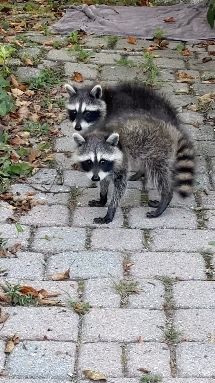 Kitty cat kibble thieves on the loose. Sad to have to send them on their (adorable) way.
A good long drink then back to their den-
My patio is already occupied by a cat named Little Potato.