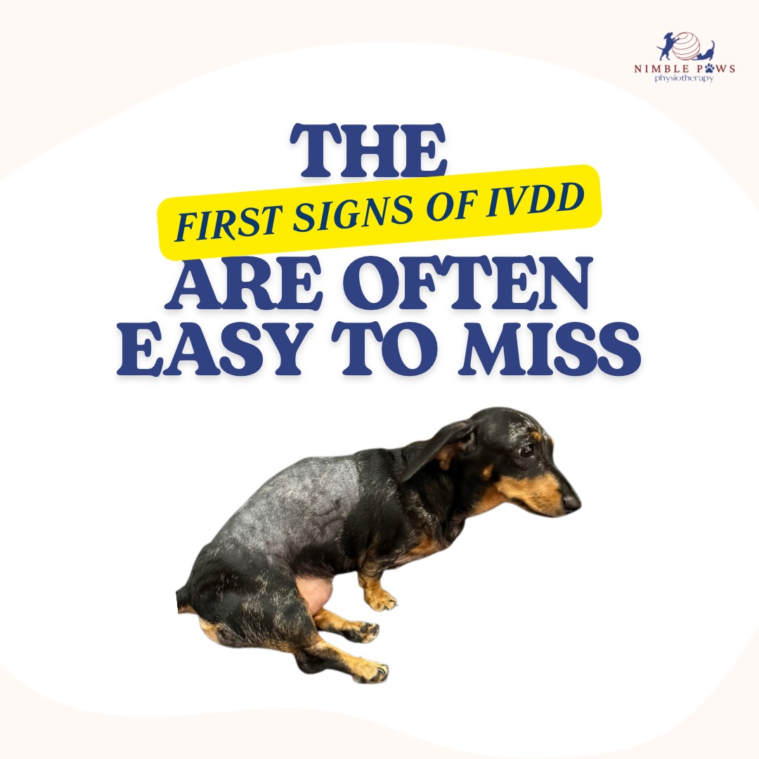 Back pain doesn’t always look dramatic.
In fact, many dogs with IVDD don’t suddenly become paralysed overnight.
They often show small changes first.
Changes that are easy to dismiss as ageing, stubbornness or simply “having an off day.”
These subtle changes are your dog’s way of communicating that something may not be right.
One sign on its own doesn’t necessarily mean IVDD.
But if the signs are persistent,
becoming more noticeable,
or happening together,
it’s worth having your dog assessed by a veterinarian.
The earlier a problem is recognised,
the sooner appropriate treatment can begin.
Sometimes, it’s the smallest changes that tell us the biggest story. 🐾
#nimblepaws #movementmatters #caninerehab #dogphysio #sgdogs