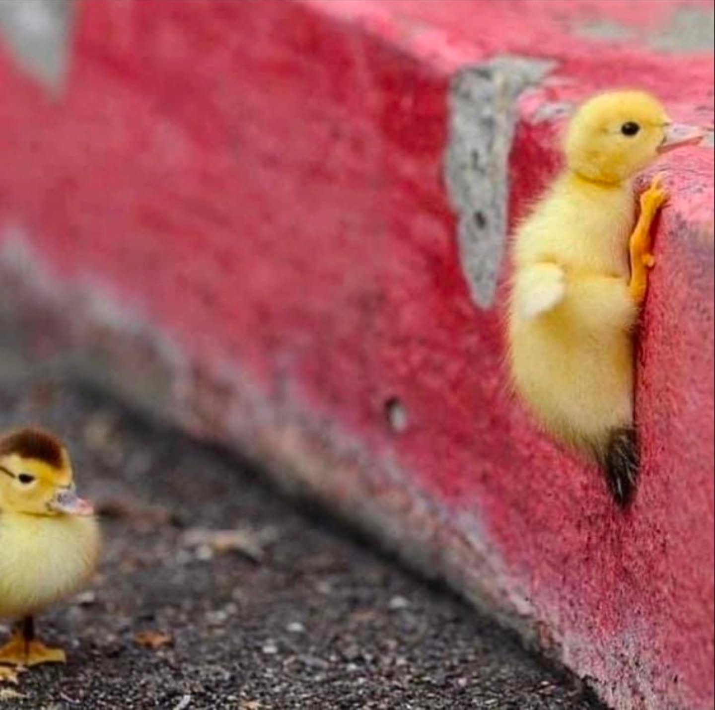 Shadowbanned 4 "graphic violence"...brb 🐥🔓