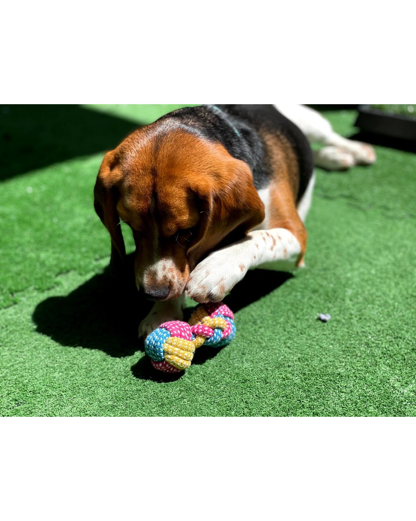Discover how SMP PAWS, LLC. can help your pet thrive with our expert dog training and personalized pet sitting services. Designed to meet your furry friend's unique needs, our compassionate team is dedicated to enhancing your pet's well-being and behavior. Visit our website to learn more about our tailored solutions. 🌐🐾 #ProfessionalPetCare #DogTrainingSupport #PetWellness #HappyPets #PetSupportServices