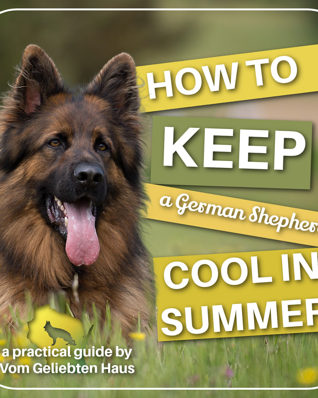 Keep your German Shepherd safe and comfortable this summer — small changes, big impact. Fresh water, shade, cooler walk times, and cooling gear can help your GSD thrive. Read the full guide. Link in Bio #GermanShepherd #DogCare #SummerSafety #PetParents #CoolingTips