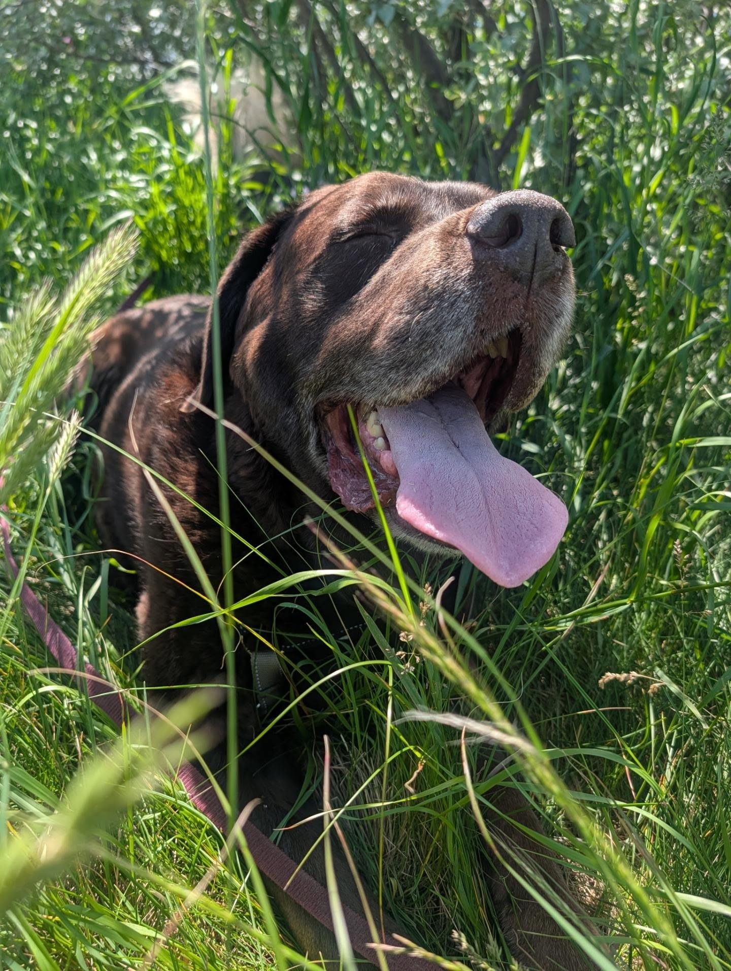 I knew you through the daze of the blades of grass in Summer 💛
.
.
#englishlab #iknewitiknewyou #summer