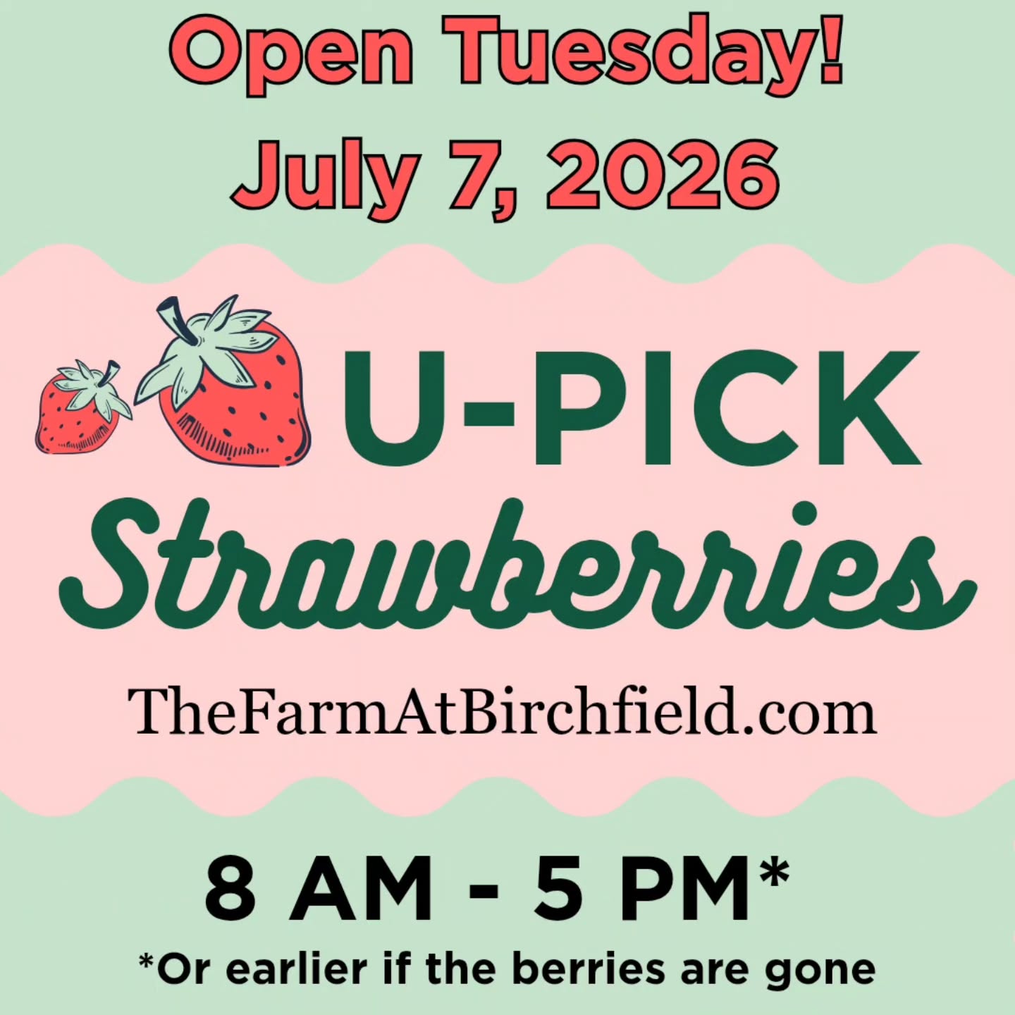π U-PICK IS OPEN TOMORROW! π
Join us tomorrow from 8:00 AM β 5:00 PM, or until the berries are gone!
We honestly thought the season was winding down... but then we got a little miracle. β€οΈ Our newest strawberry field surprised us with a fresh flush of berries, and they are the biggest, sweetest strawberries we've picked all year!
If you've been waiting for one more chance to fill your baskets, make jam, or enjoy fresh-picked berries with the family, tomorrow is the day.
π Birchfield Farm π 8:00 AM β 5:00 PM (or until sold out)
We can't wait to see you in the patch! π