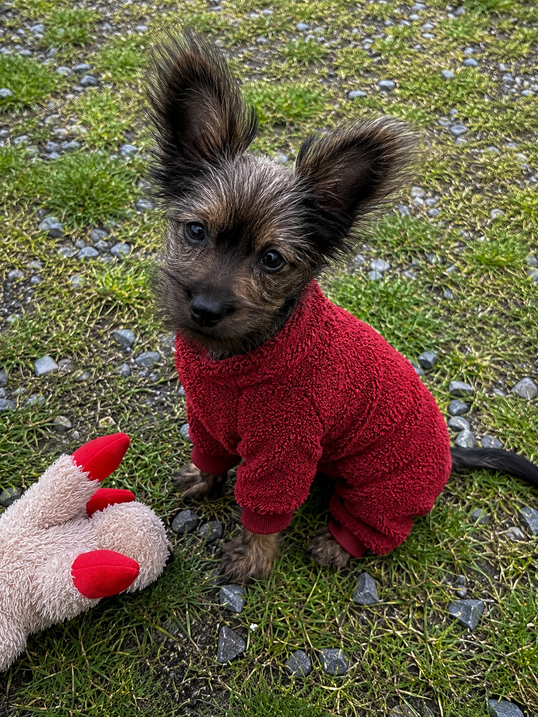Pet Idol Contestant: Shadow
#kodiakpetidol #vote