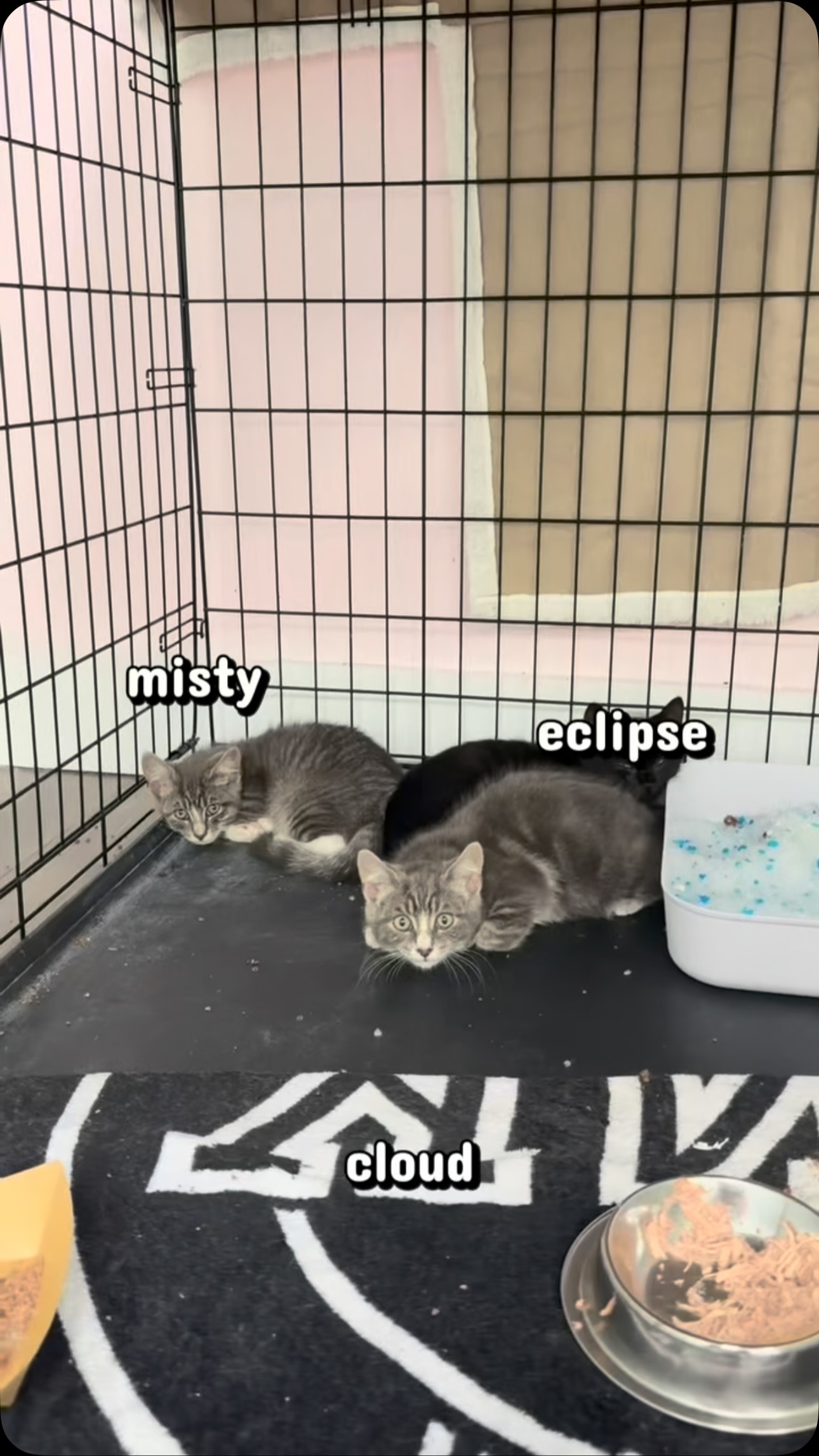 We have a full house of kittens right now and more coming this week!! The Kitten Lounge is open all week (besides Monday) 12-6 to come spend some time with them. Our kitten adoption fee is $175 or $325 for a pair. They are all spayed/neutered/vaccinated/microchipped and precious little angels š©·š¼