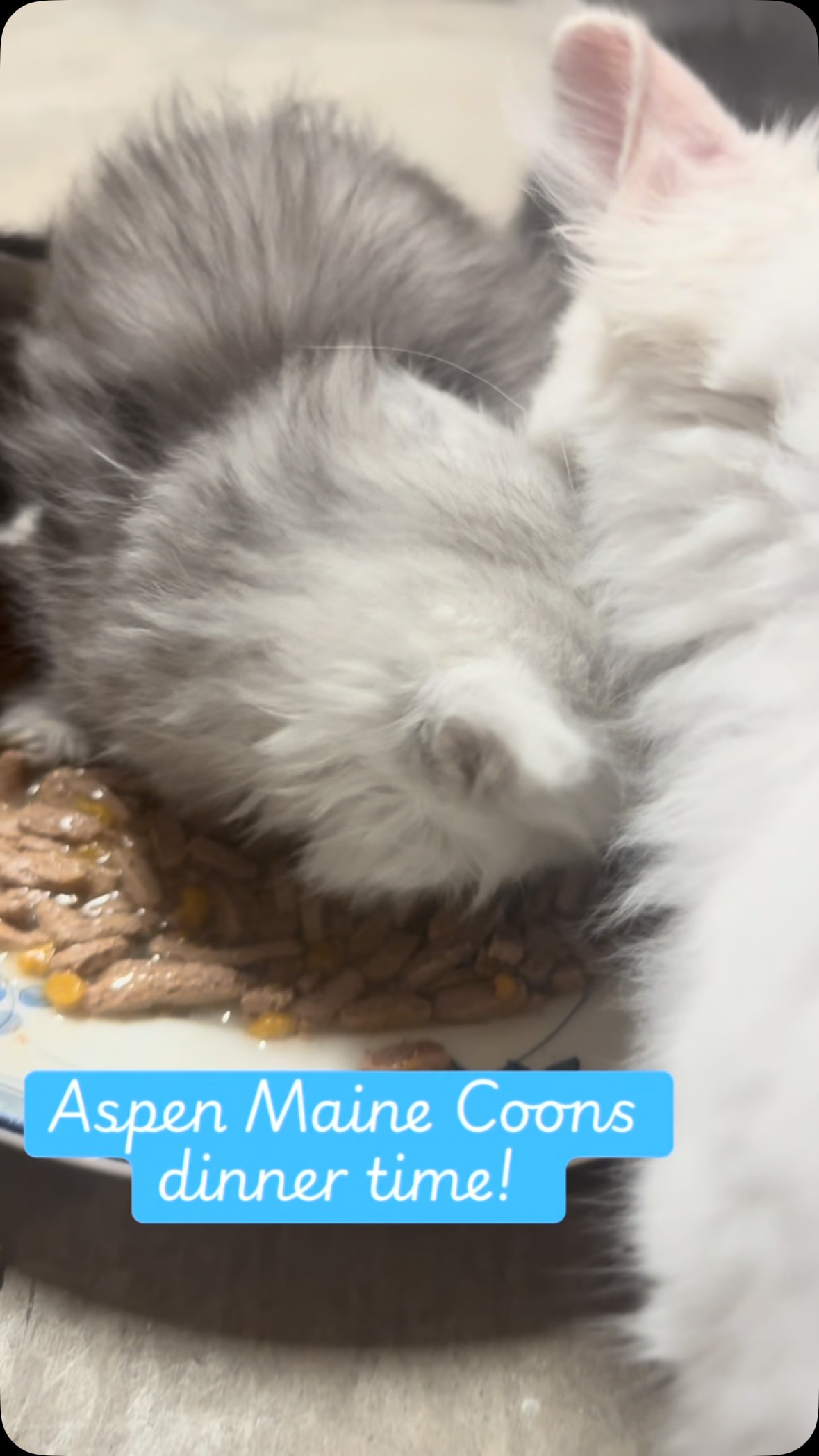 #mainecoonsofinstagram #mainecoonlovers #mainecoonlife #aspenmainecoons #mainecoonsilver