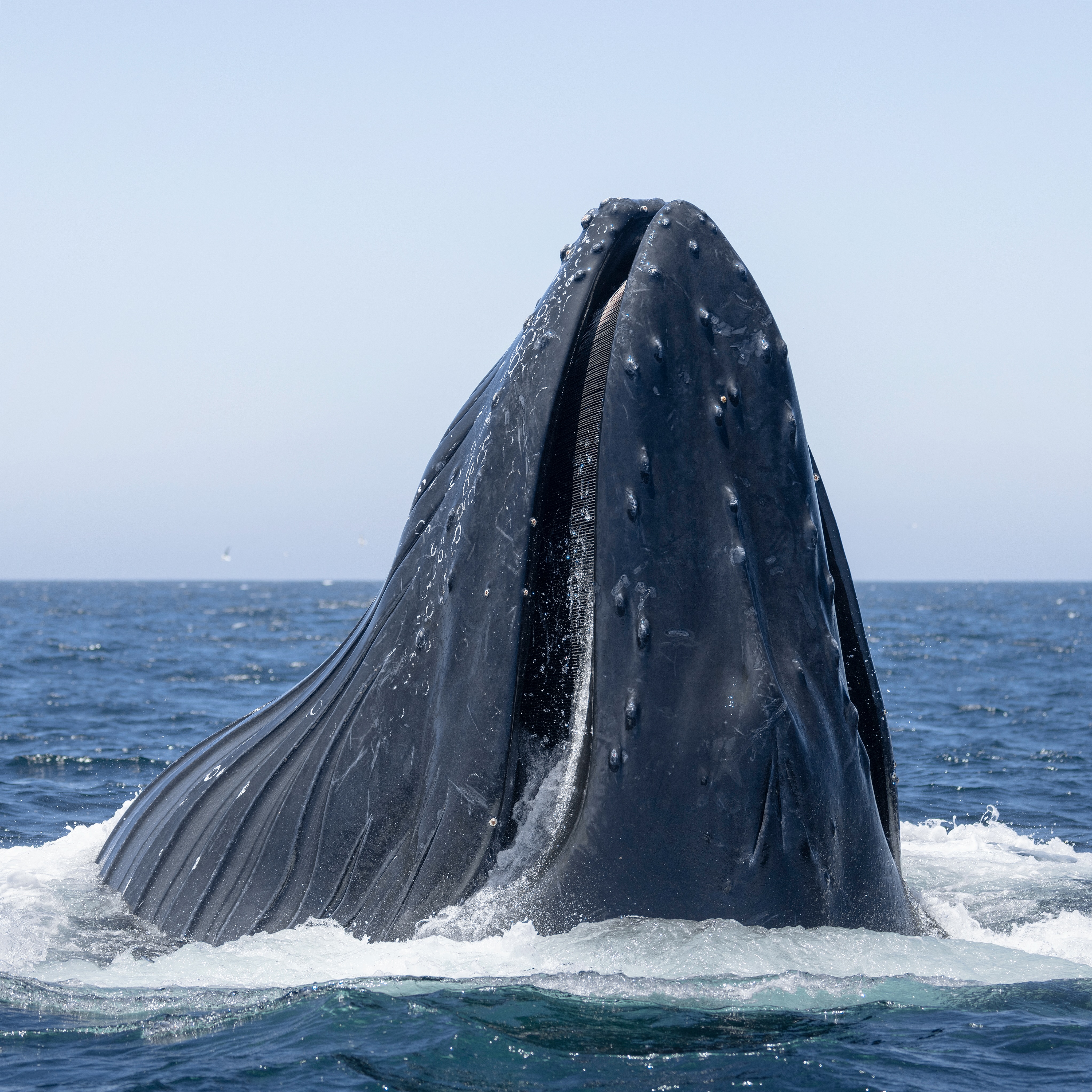 Rising from the depths, it was almost as if a new island formed right in front of us today as this HUGE humpback lunged a mere 30 feet away! 🐋
This actively feeding whale was one of 25+ we watched today. Whales, dolphins, and seabirds were everywhere as they fed on the bounty of anchovies the channel provides 🙌🏻
Thanks to our 6 awesome guests for joining us today! Photo by Captain @adamernsterwildlife
#sbww