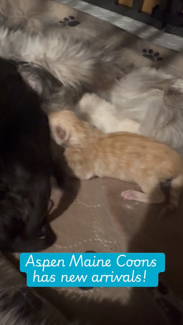 #mainecoonsofinstagram #mainecoonlovers #mainecoonlife #aspenmainecoons #mainecooncatlovers
