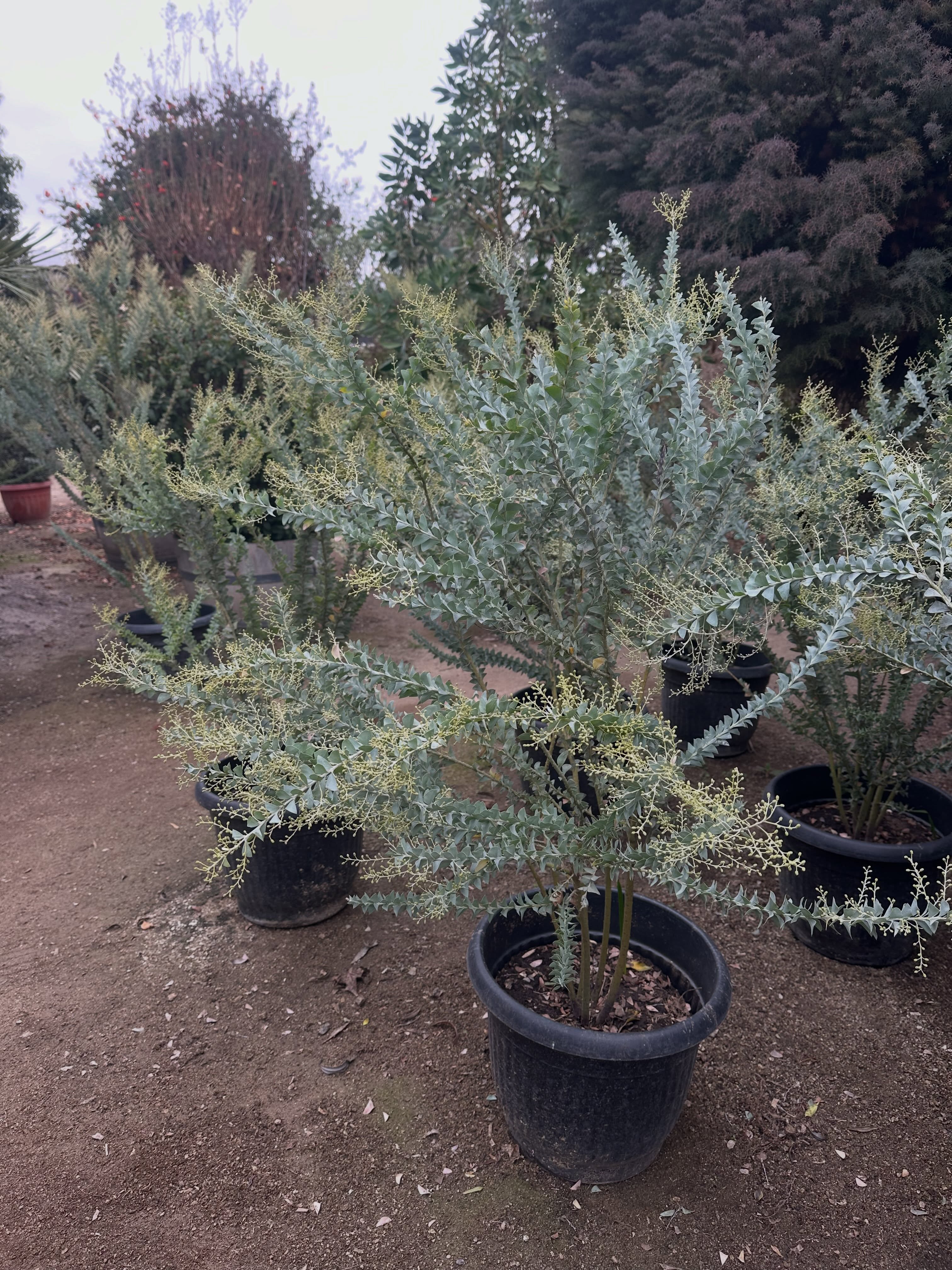 🌿 ACACIA CULTRIFORMIS - Acacia de hojas de cuchillo 🌿
Una acacia distinta a todas: sus “hojas” en realidad son filodios triangulares, plateados y rígidos, con forma de cuchillo o punta de lanza. De ahí su nombre.
✨ Follaje gris-plateado todo el año, textura única en cualquier jardín
🌼 Floración explosiva de pompones amarillo dorado en invierno-primavera, cuando casi nada más florece
🌵 Extremadamente resistente a la sequía una vez establecida
☀️ Necesita sol pleno y buen drenaje
📏 Puede alcanzar 3 a 5 metros, ideal como arbusto grande o arbolito
🌱 Crecimiento rápido, perfecta para dar volumen rápido a un diseño
Un aporte de color y textura para jardines de estilo mediterráneo, xerojardines o composiciones con follajes plateados como lavanda, romero y olivo.
📍 Disponible en @viveroloretomontenegro Pocochay
#AcaciaCultriformis #ViveroChile #JardinMediterraneo #PlantasResistentes #Xerojardineria