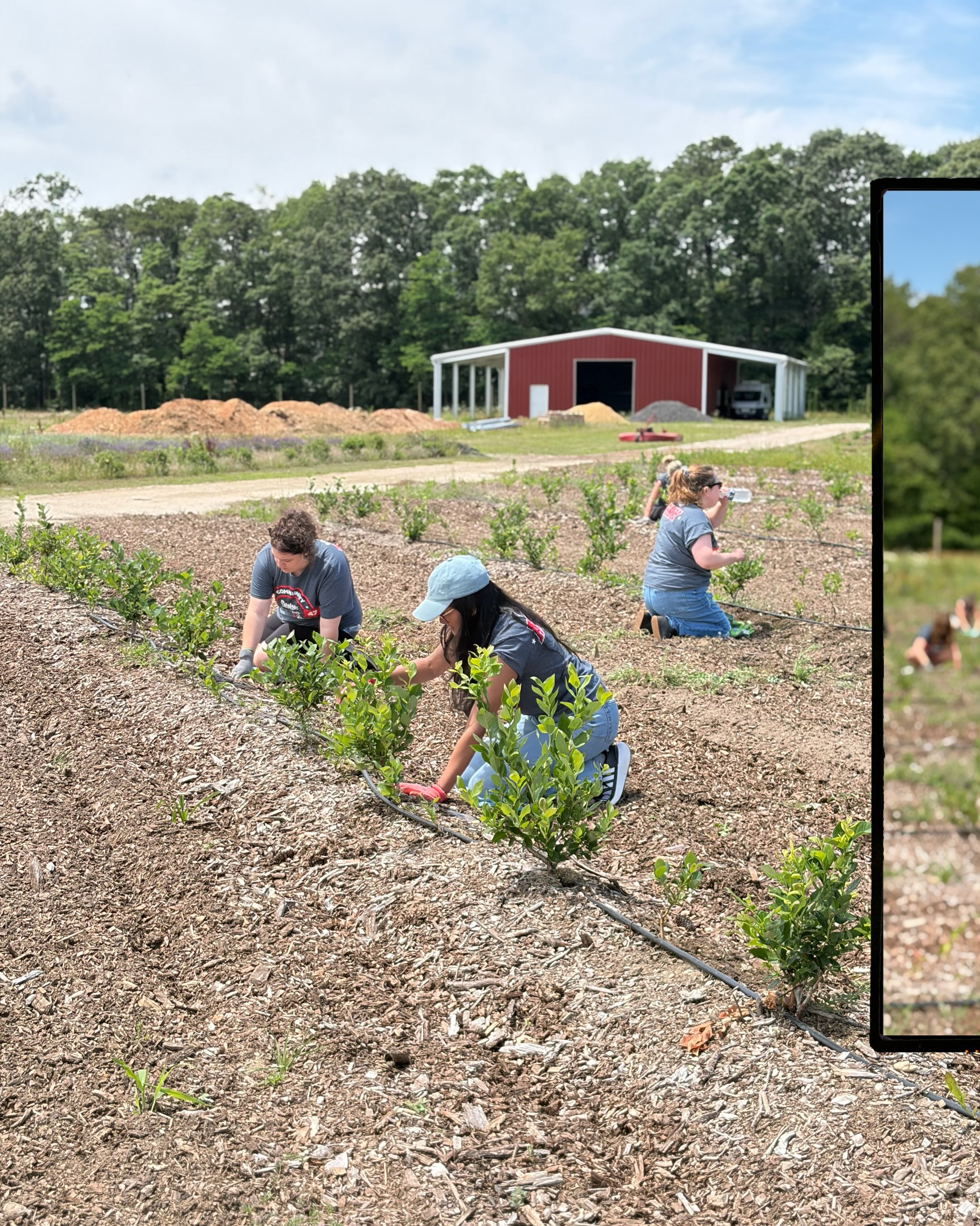 We are sending a huge thank you to the employees of @spencers and @spirithalloween who spent the day helping us weed out blueberry field! 🫐
The Spencer’s team always does a great job helping us. They are enthusiastic volunteers, who have helped us year after year!
