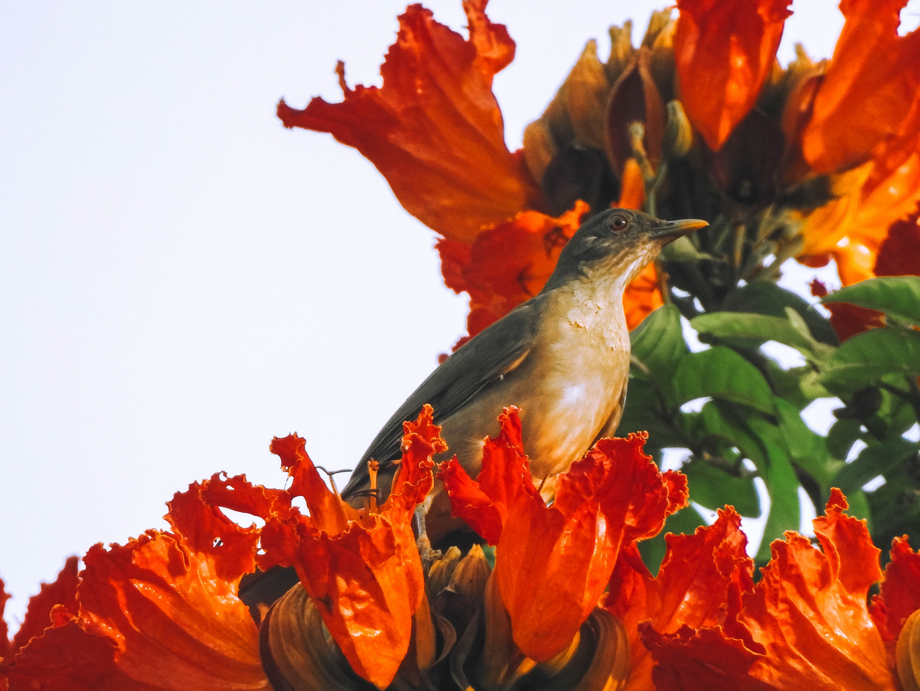 Hay aves que llaman la atención por sus colores y otras que lo hacen por su canto. 🎶
.
La Mirla (Turdus grayi) pertenece al segundo grupo. Su canto melodioso acompaña las primeras horas del día y se convierte en parte del paisaje sonoro del bosque seco tropical. Cada individuo puede interpretar un repertorio de silbidos diferentes, que utiliza para comunicarse.
.
Aunque su plumaje es discreto, suele ser una de las aves más fáciles de observar, moviéndose en busca de frutos, insectos y otros pequeños invertebrados.