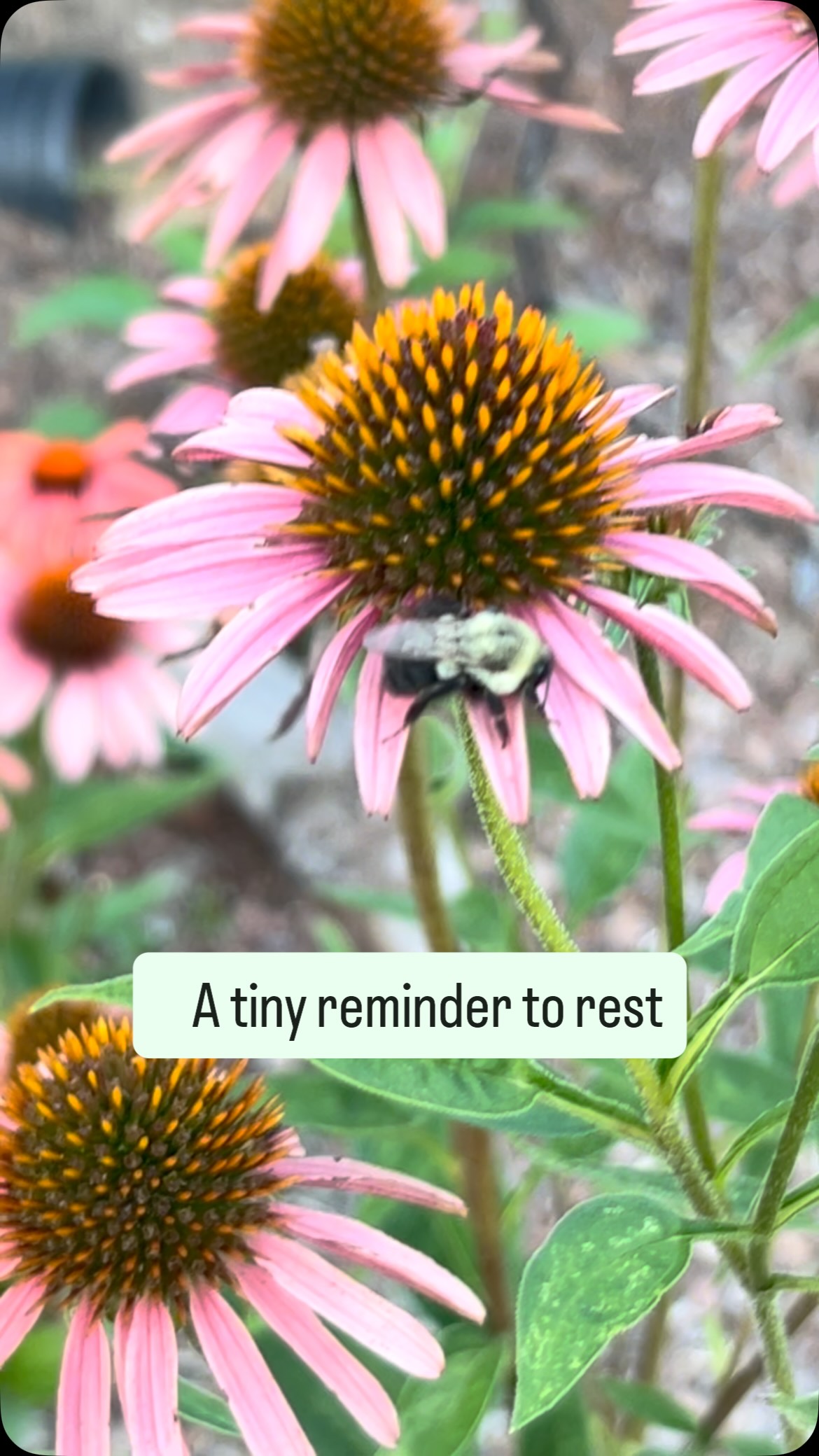 Every morning, Mother Nature has a lesson waiting for me.
Some mornings it’s the birds singing before sunrise. Some mornings it’s the dew sparkling across the garden. And today… it was a tiny bee, peacefully sleeping on an echinacea bloom.
These are the moments that fill my cup long before the coffee ever does.
Walking the gardens with Boujee while the world is still quiet reminds me why I grow flowers in the first place. Not just for the bouquets, but for the life they support, the peace they bring, and the countless little miracles they quietly hold.
My daily reminder to slow down, look closer, and soak it all in. #twobudsflowerfarm #godslittlemircles #mothernature #supportlocal #freshflowers