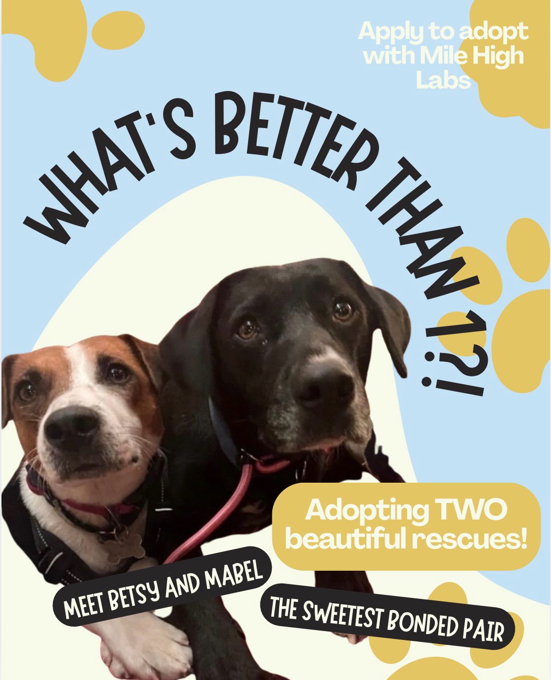 👀You’re telling us that these sweet bonded beauties are still available?! BUT HOW?
These two gals were found raising Mabel’s puppies in a brush in Texas. This pair has been through it all together; good, bad, and now Colorado! They are truly best mama and bestie duo anyone could ask for! 🫶🏼
Mabel, a wonderful girl and a true hero of motherhood, has given everything to raise her beautiful litter with Auntie Betsy by her side every step of the way. Here’s the kicker; her puppies were adopted MONTHS ago. So why are these two being overlooked?Help us find Betsy and Mabel’s forever! We know you are out there.🔎
It’s finally their turn to be cherished and spoiled.💛 Ready to open your home to two of the most loyal and loving rescues around? Reach out to your adoption coordinator or apply online today! MHLRM.com ⬅️