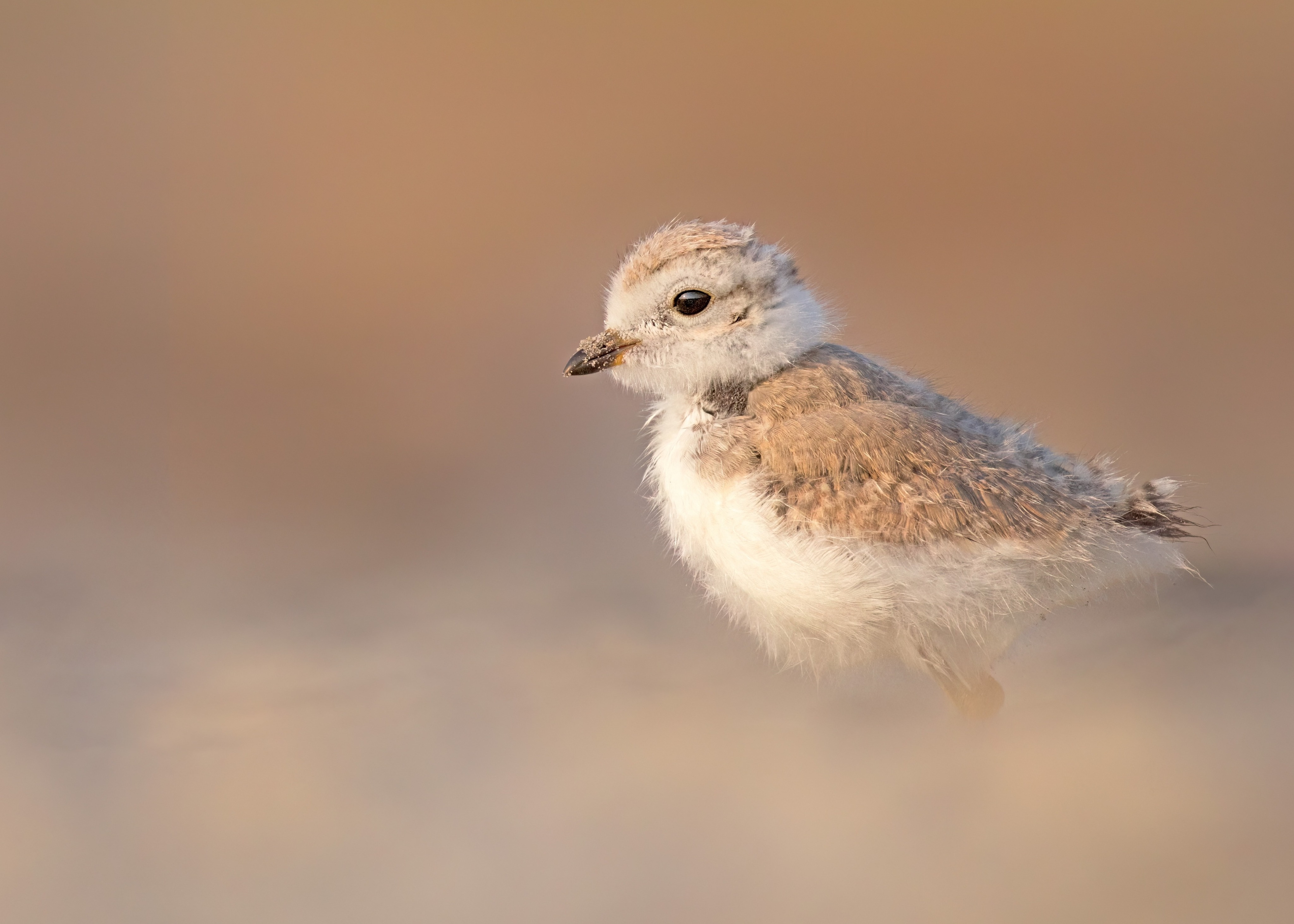 Piping Plover on pause for a quick moment before dashing off.