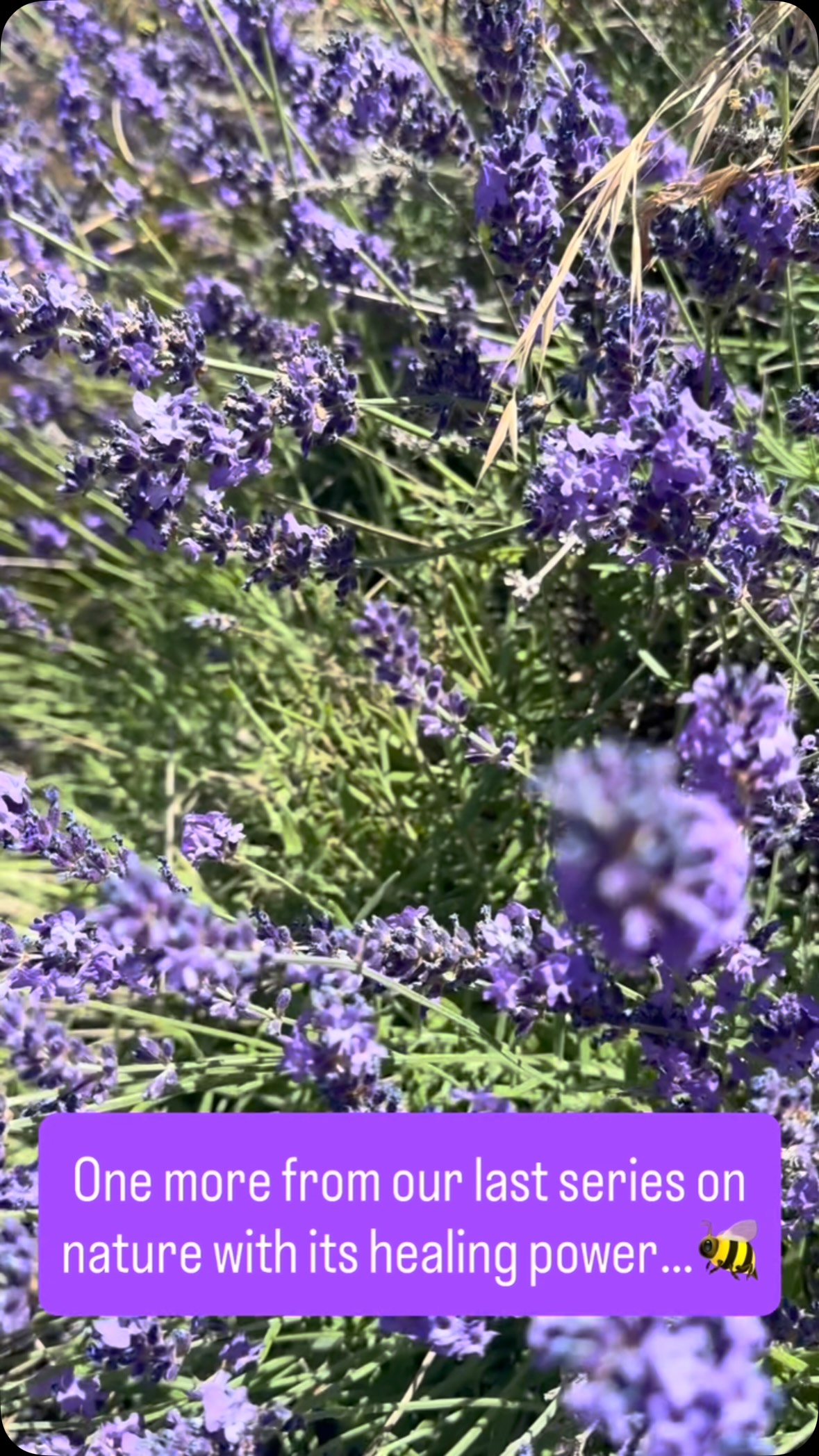 #nature #resilience #bees #lavender