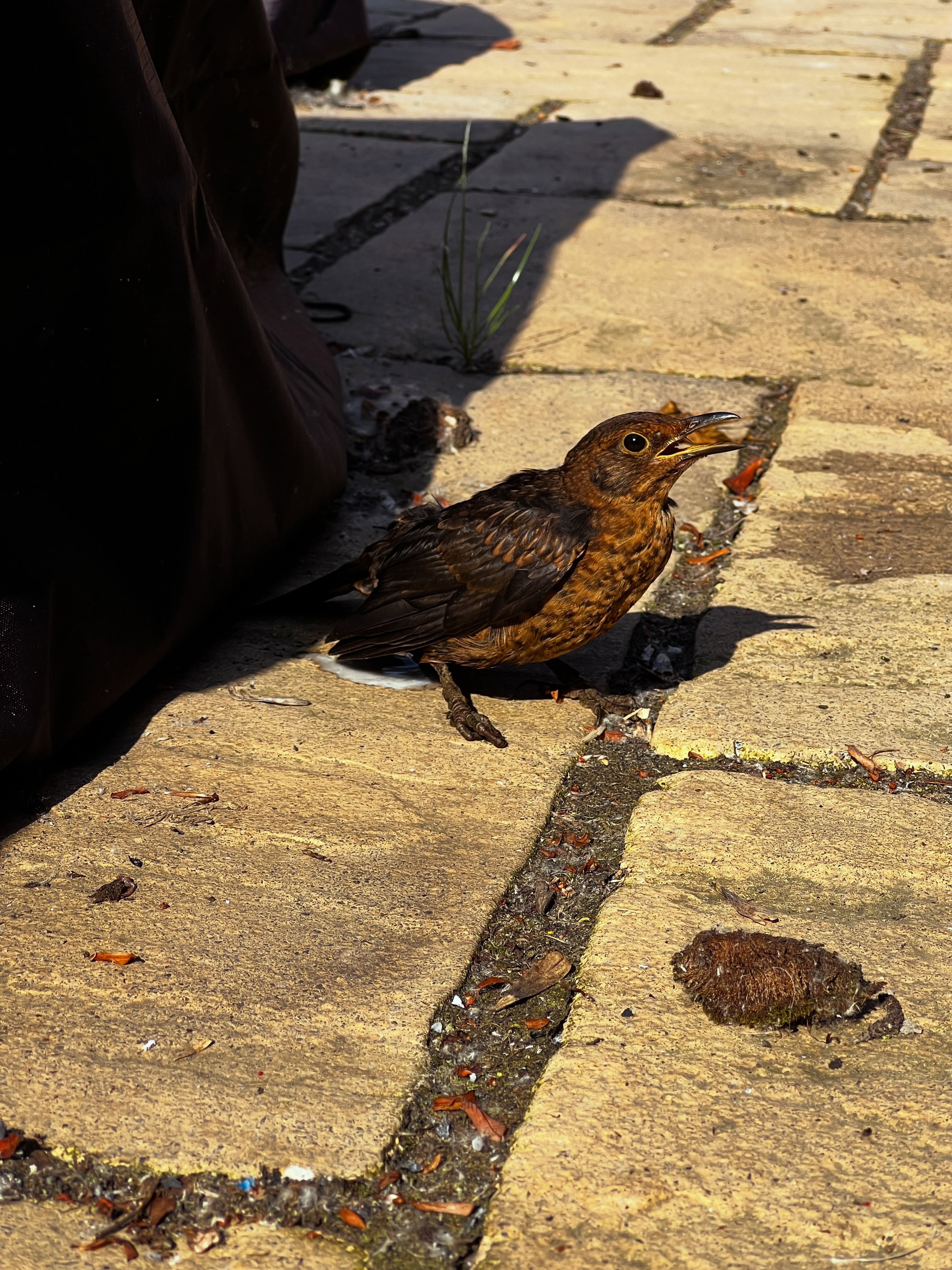 Well, I found a friend. Never been this close to a bird that didn’t fly away. Such incredible colour on show even though it’s mostly all brown.
#photography #birdsofinstagram #bird #wildlife #wildlifephotography
