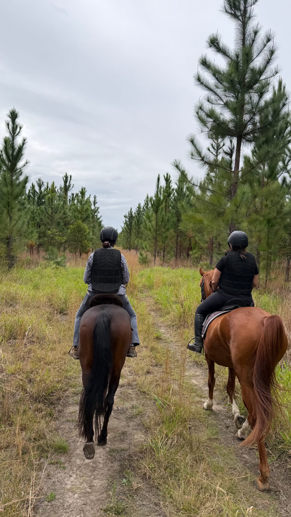 2hrs of BYO horse trail riding fun 🤩
If you’d like to book in your byo horse guided trail ride get in touch via ride@horseswithholly.com.au or txt 0402018994
#horseswithholly #horseriding #horselove #trailride #adventure