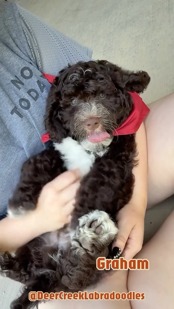 Dreamy boy! 💕 #deercreeklabradoodles #puppiesofinstagram #doodlepuppy #labradoodle #puppylove