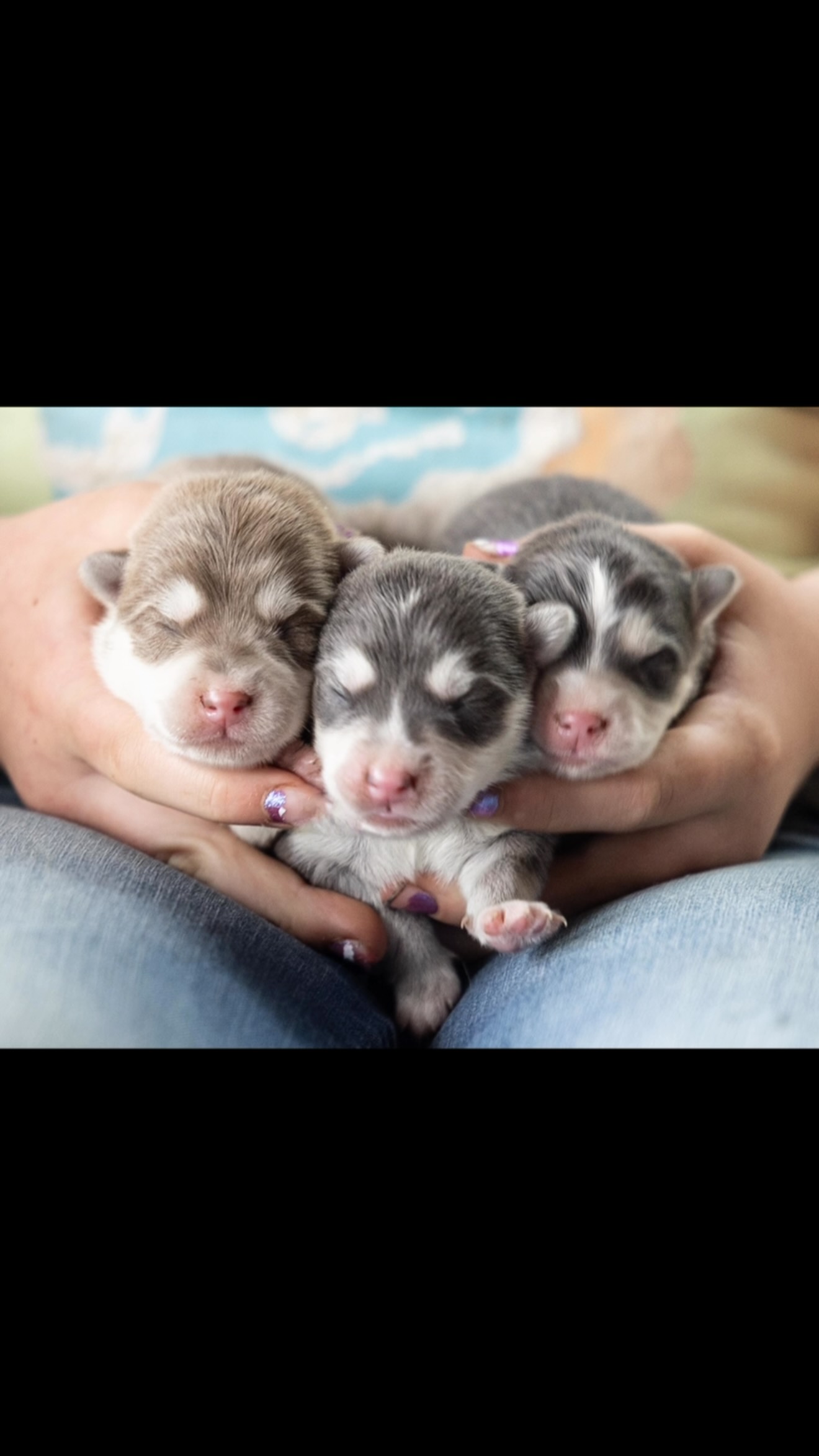 Lilac and blue oh my!! 💙💙💙#puppies#puppy#puppylife#cutepuppy#pomskypuppies