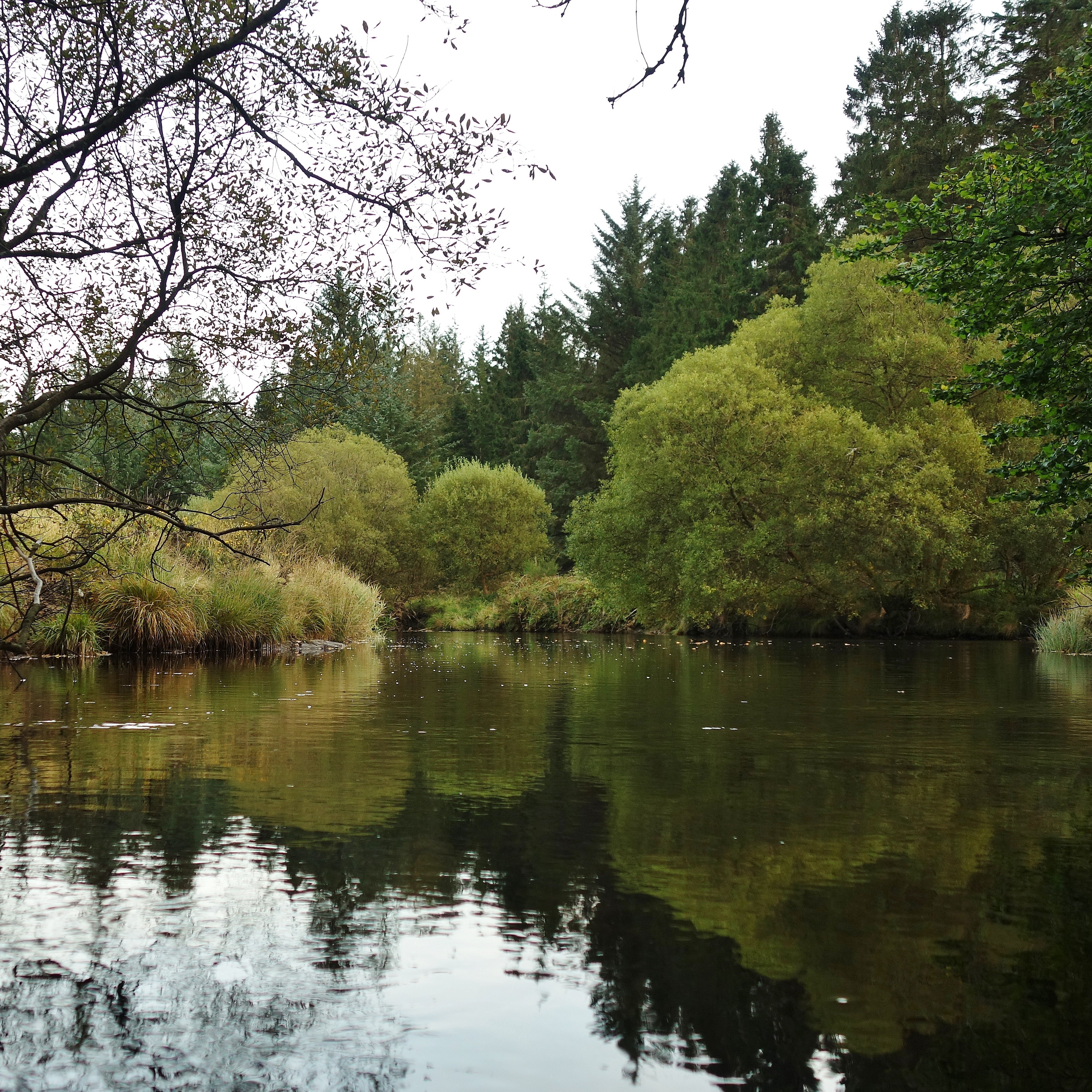 This is possibly one of the most divine places to swim in the Upper Wye, though I haven't swum here yet. It's where the Tarennig meets with the Wye at Pont Rhydgaled. It's one of those things where you pass a hill for many years, and you know you have to walk it someday. This pool is that hill. #wye #wyevalley #wildswim #openwaterswim #swimtribe #naturebathing