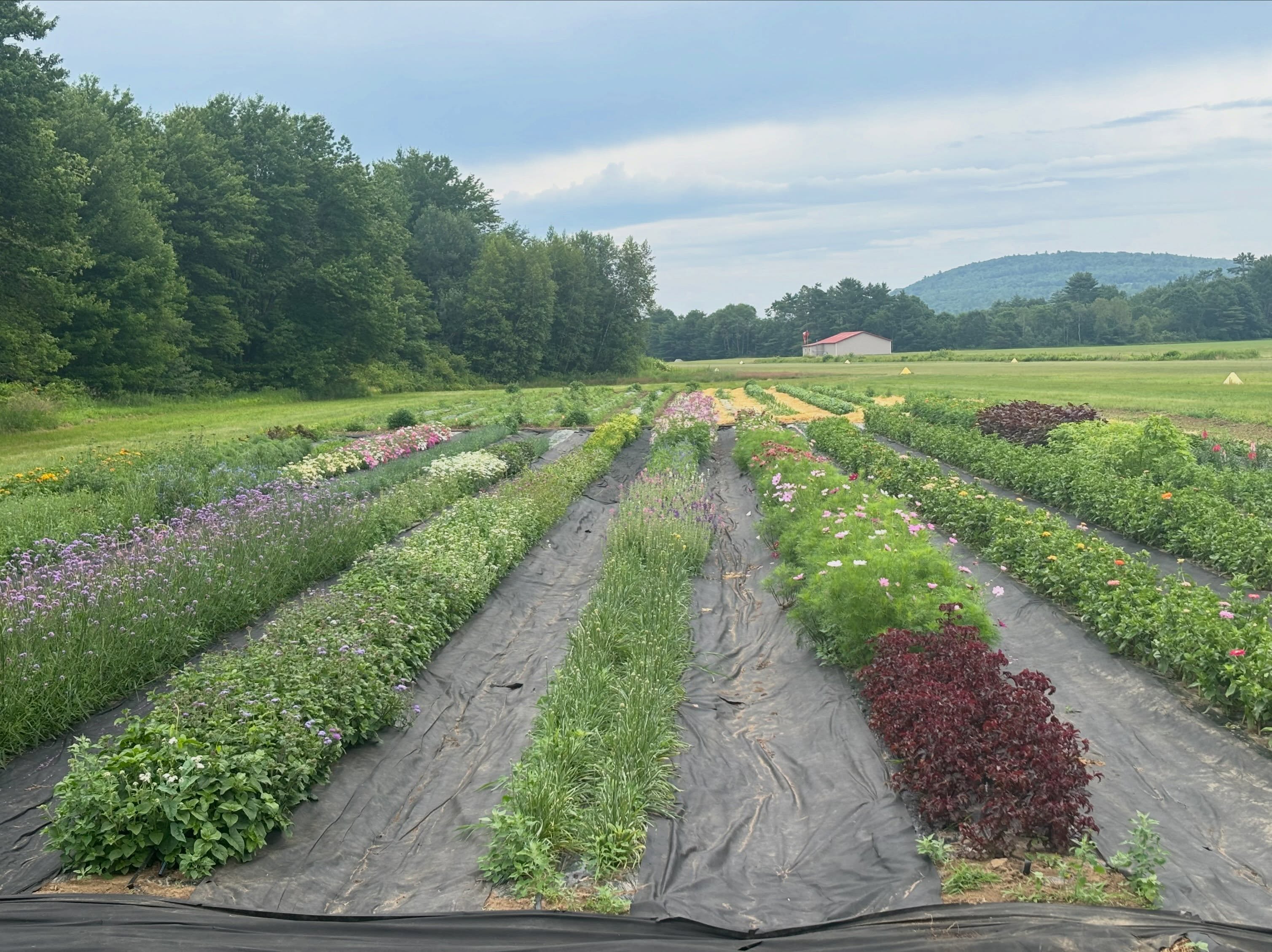 Our flower field is ready for you! Come pick your own flowers or buy some beautiful sunnies from the stand. Snips and buckets available at the stand for PYO.