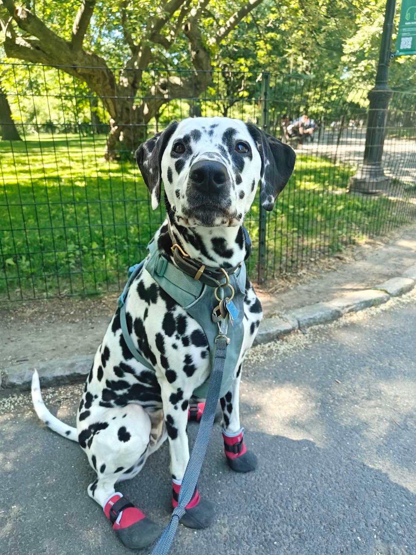 Pretty, kind, and full of love 💘
#dogsofallboroughs #dalmatian_of_instagram #dalmatianworld #dogsofuws #beautifulday