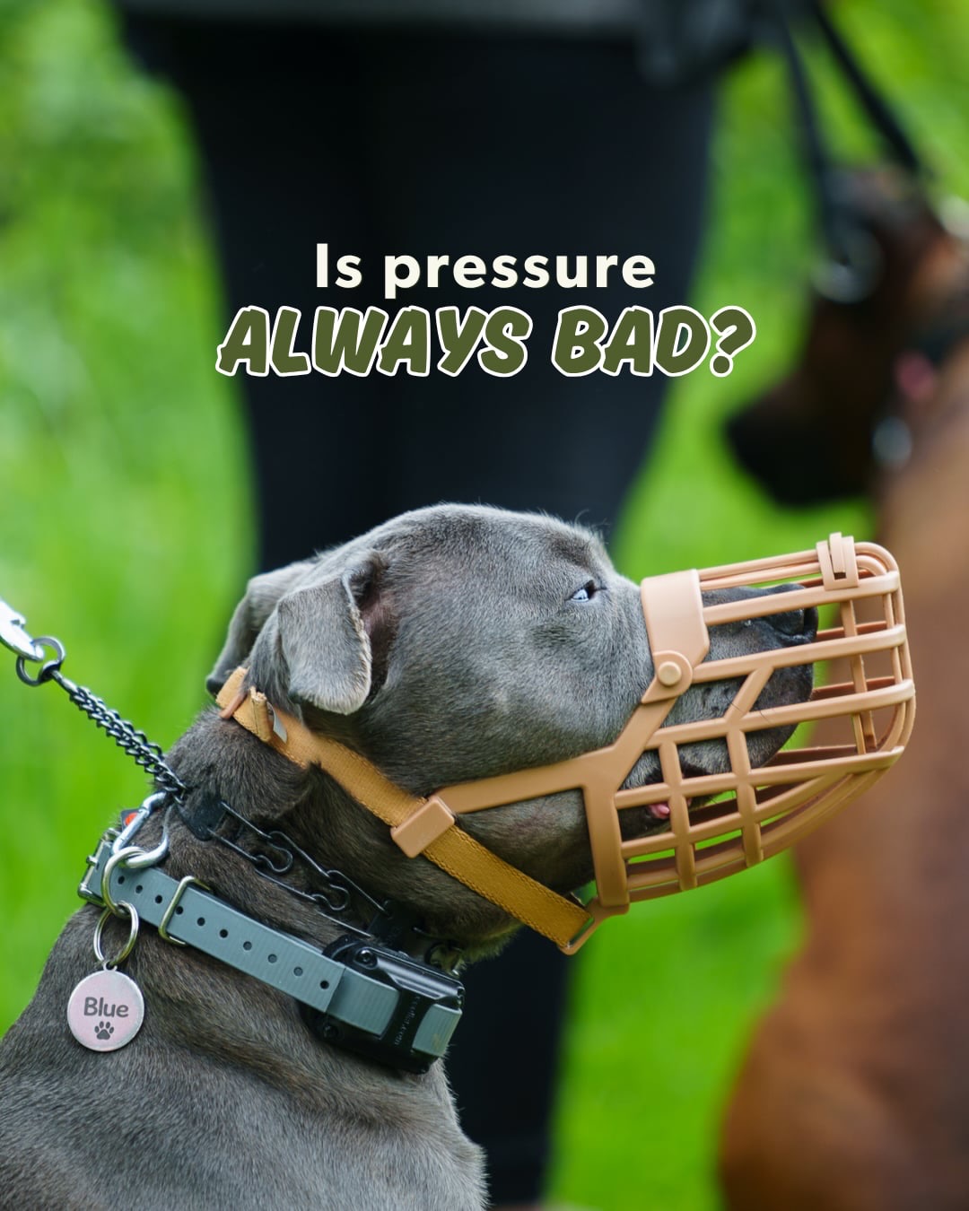 Let’s discuss pressure - is it actually always a bad thing?!
Let us know your thoughts in the comments below!
📸 @showcasedogs
Holisitchounds_uk
📩 hello@holistichounds.uk
📞 07591576330