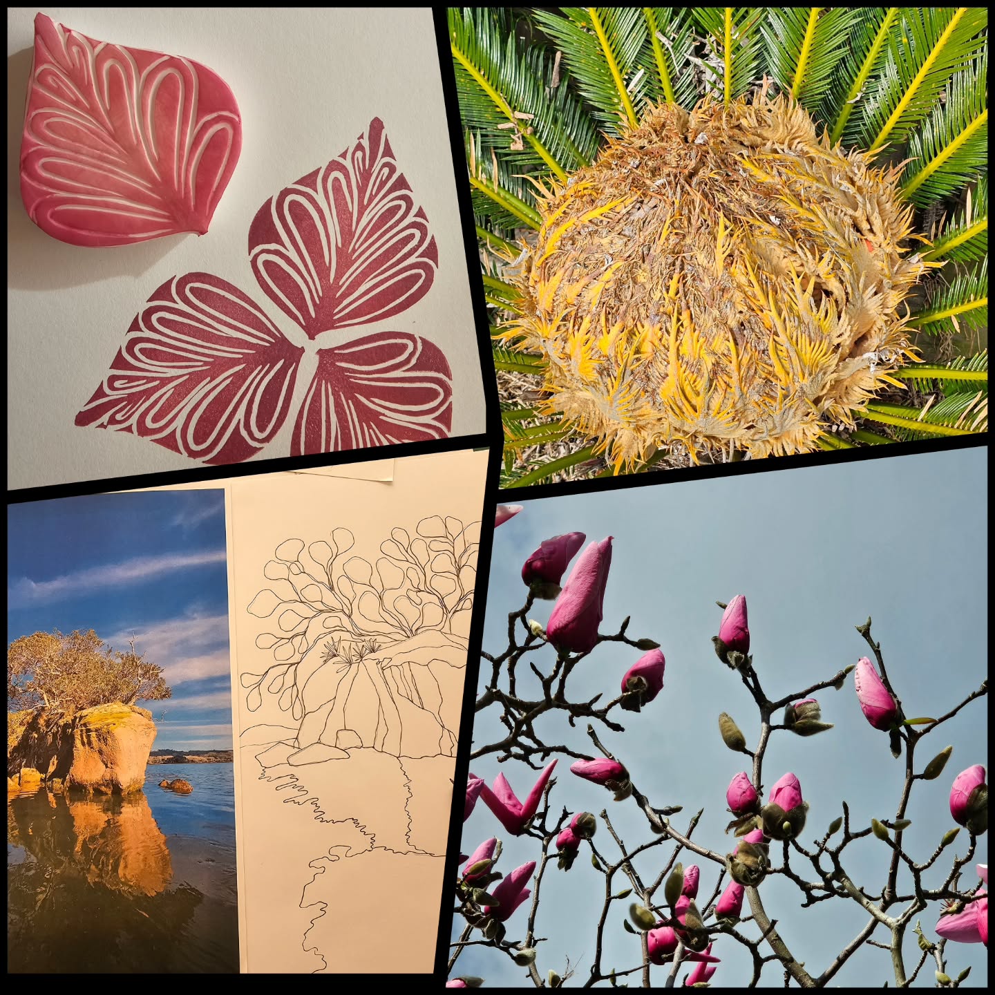 The last few days, since returning from Auckland, have been busy with unpacking, sorting out my studio and catching up on paperwork. However today I was desperate to do some creating. Creating a new little stamp is a great way to ease back into the groove before moving on to creating a drawing and pattern of another island (I love that NZ has so many little islands🤗).
On a walk in the local reserve I discovered a magnolia tree in full bud - is that kinda early??? And then a wonderful textured plant with interesting lines and shapes - anyone know what it is?
#textileartist #stamping #photosoftheday #magnolia #carve
