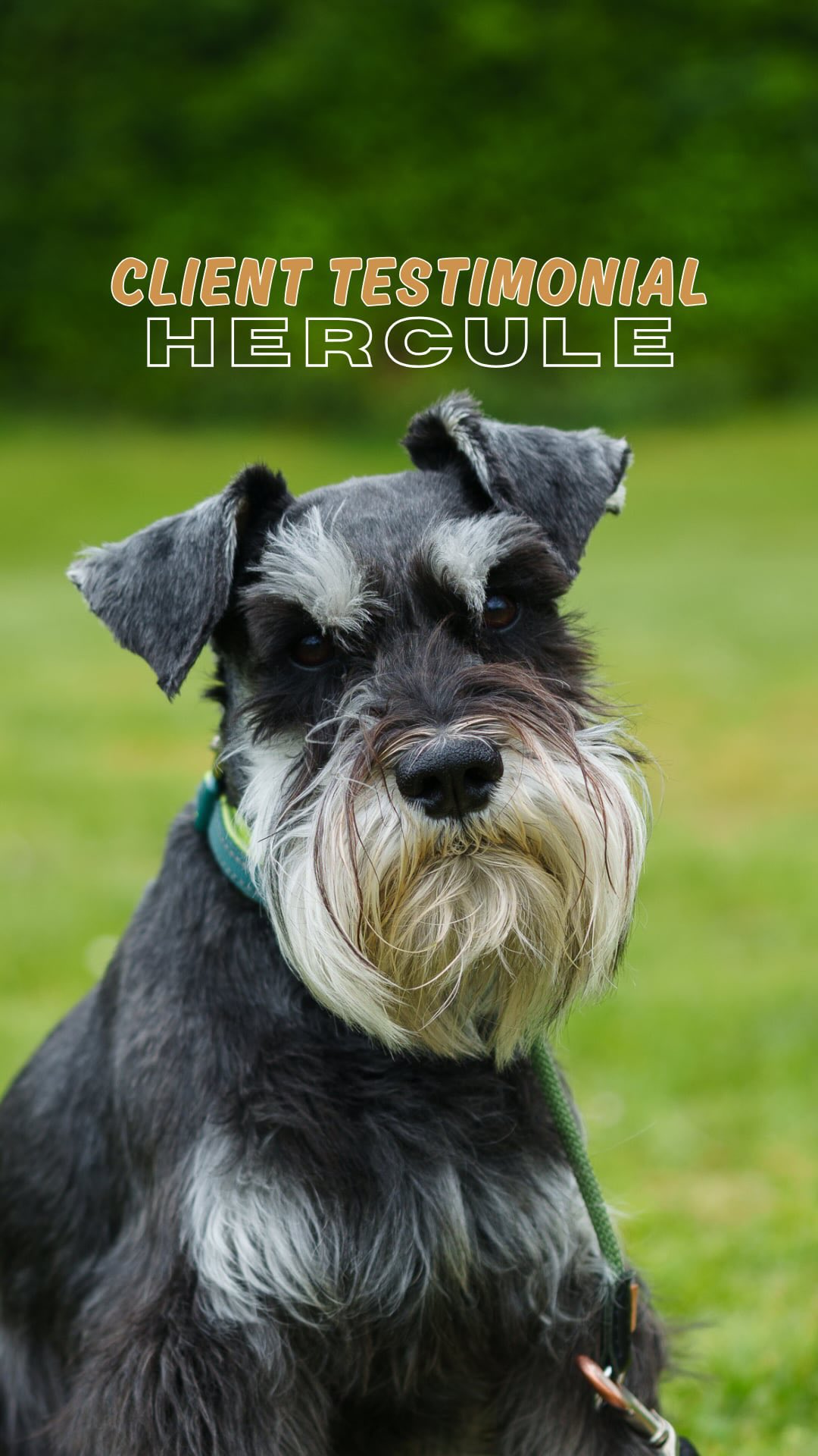 Client Testamonial - Hercule 💪🏻
“We were afraid of taking him out. We were afraid of him meeting other dogs. We were afraid of how he behaves. The results were pretty much immediate!”
When we first met Hercule and his owners they had done a decent amount of training with another trainer and although progress had been made it was minimal. They were still having significant issues with him around other dogs and were in need of a bit of a reboot to help get them and him back on track. Now he and his owners can relax on walks, enjoy going out and about and and be around other dogs without any worries!
If this sounds like you and your dog, why not get in touch and allow our team to help you and your dog too? ⬇️
🎥 @showcasedogs
Holisitchounds_uk
📩 hello@holistichounds.uk
📞 07591576330