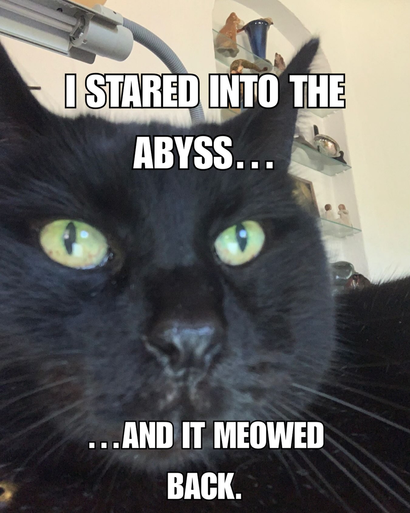 The void is loud today. šāā¬
#cat #catmemes #catswoppr