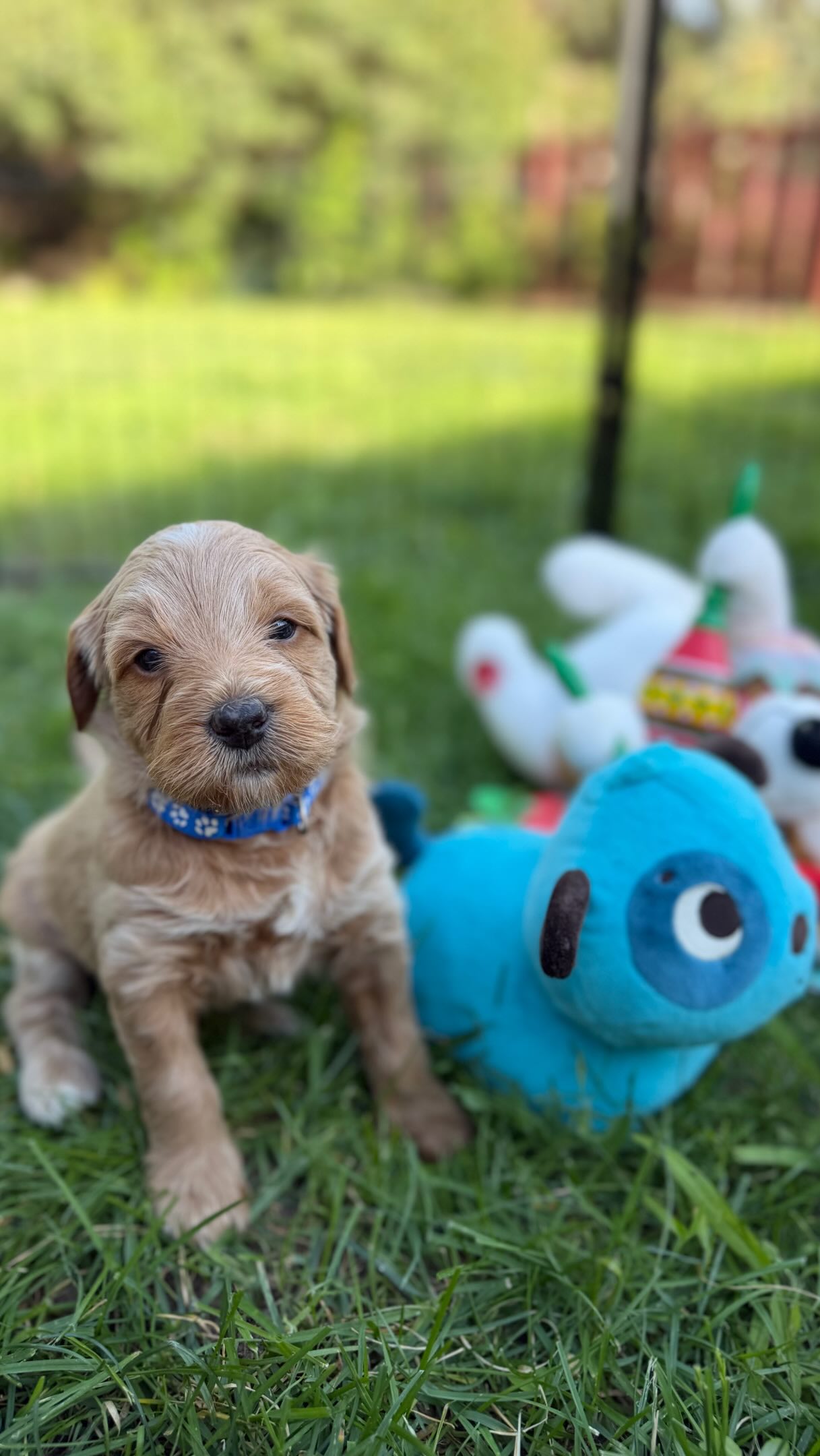 Mini Goldendoodle Puppies! Harper and Clover! #goldendoodle #puppies #puppy #doodlepuppy #puppylove