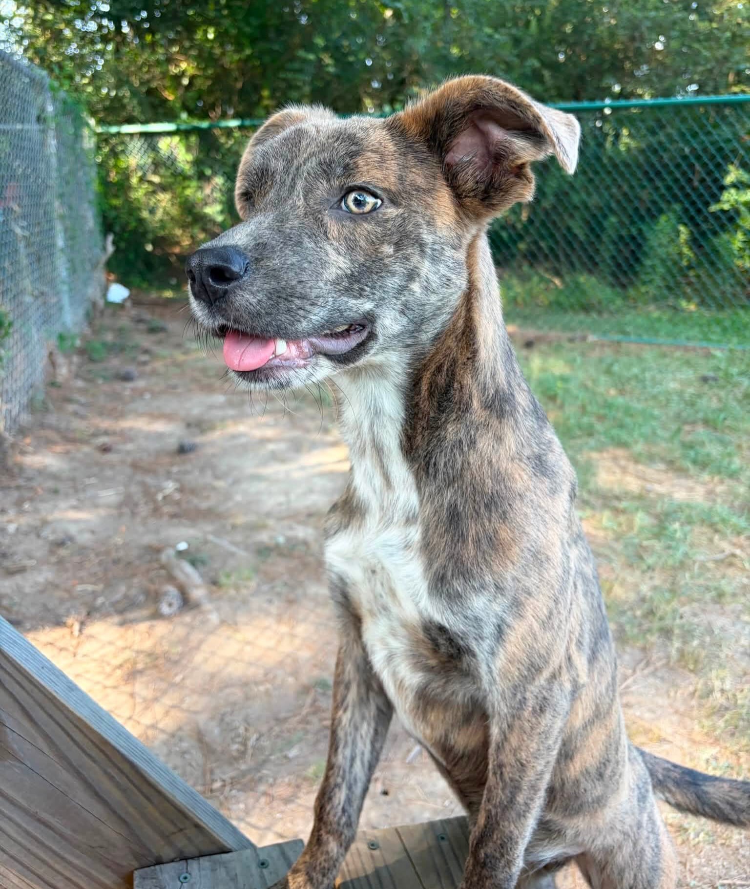 Meet Oreo Cookie! 🍪
She’s just a baby, at just 10 months old. She’s listed as a 20 pound shepherd mix. Isn’t her coloring beautiful? 😍
Oreo is a volunteer favorite. Everyone describes her as sweet, playful, gentle, friendly and good on a leash.
Her adoption fee of just $90 covers her neuter, microchip, annual shots, and a heartworm test.
Meet her Tuesday-Saturday, 10:30-5 at 4500 Kramer Street.
Please share! 💜🐾💚