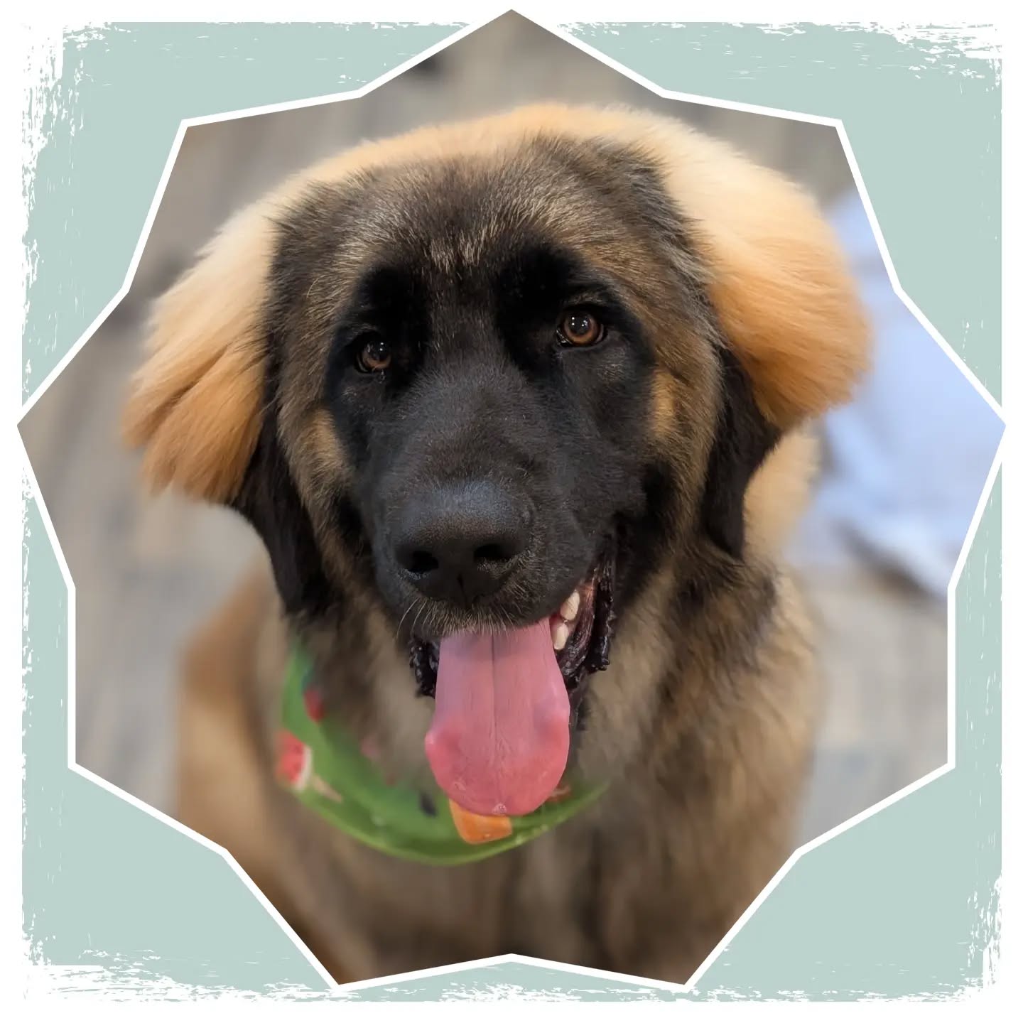 Welcome Gus to @yellowdogancaster #leonberger