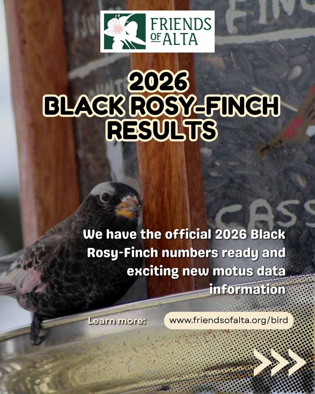 🐦 We received the official numbers from our partners with the Utah Division of Wildlife resources. During the 2025–2026 field season, they were able to capture 25 Black Rosy-Finches and 93 Gray-crowned Rosy-Finches.
Toward the end of the season, they increased their capture effort to focus on Black Rosy-Finches. Following the installation of the Motus receiving station at the USFS Ranger Station in Alta, we successfully outfitted 15 Black Rosy-Finches with Motus nanotags.
You can track these tagged birds and view detection data through the UDWR Utah Rosy-finches Project on the Motus website or link in bio.
To date, none of the tagged birds have been detected at other Motus stations. However, the Alta station has continued to receive detections from tagged individuals throughout the summer. Because these birds were tagged in late April and have remained in the area, we suspect they are breeding in the Alta region. We are excited to see whether these birds begin appearing at other Motus stations during their fall migration, which will provide valuable insights into their seasonal movements.