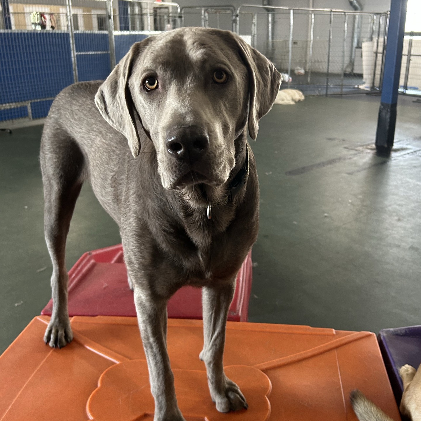 The dogs showed up with peak breezy energy:
chill faces, relaxed attitudes, comedic levels of confidence, and the kind of “I’m just here to vibe and make good choices… mostly” expressions that only daycare dogs can pull off.