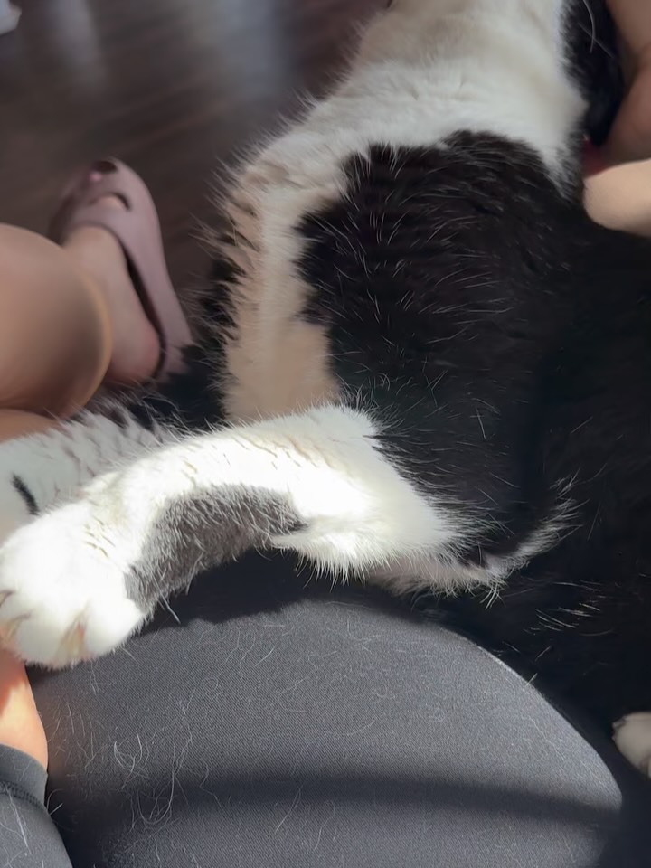 Happy Caturday! Cat sitting the adorable Yuan 🙌😻
He loves regular brushing sessions, his indoor garden stocked with fresh cat grass and snuggles on the sofa. We never forget his Churu treat!
#catsitting #eastdallaspetsitter #katiespetpals
Pets are the best!
katiespetpals.com