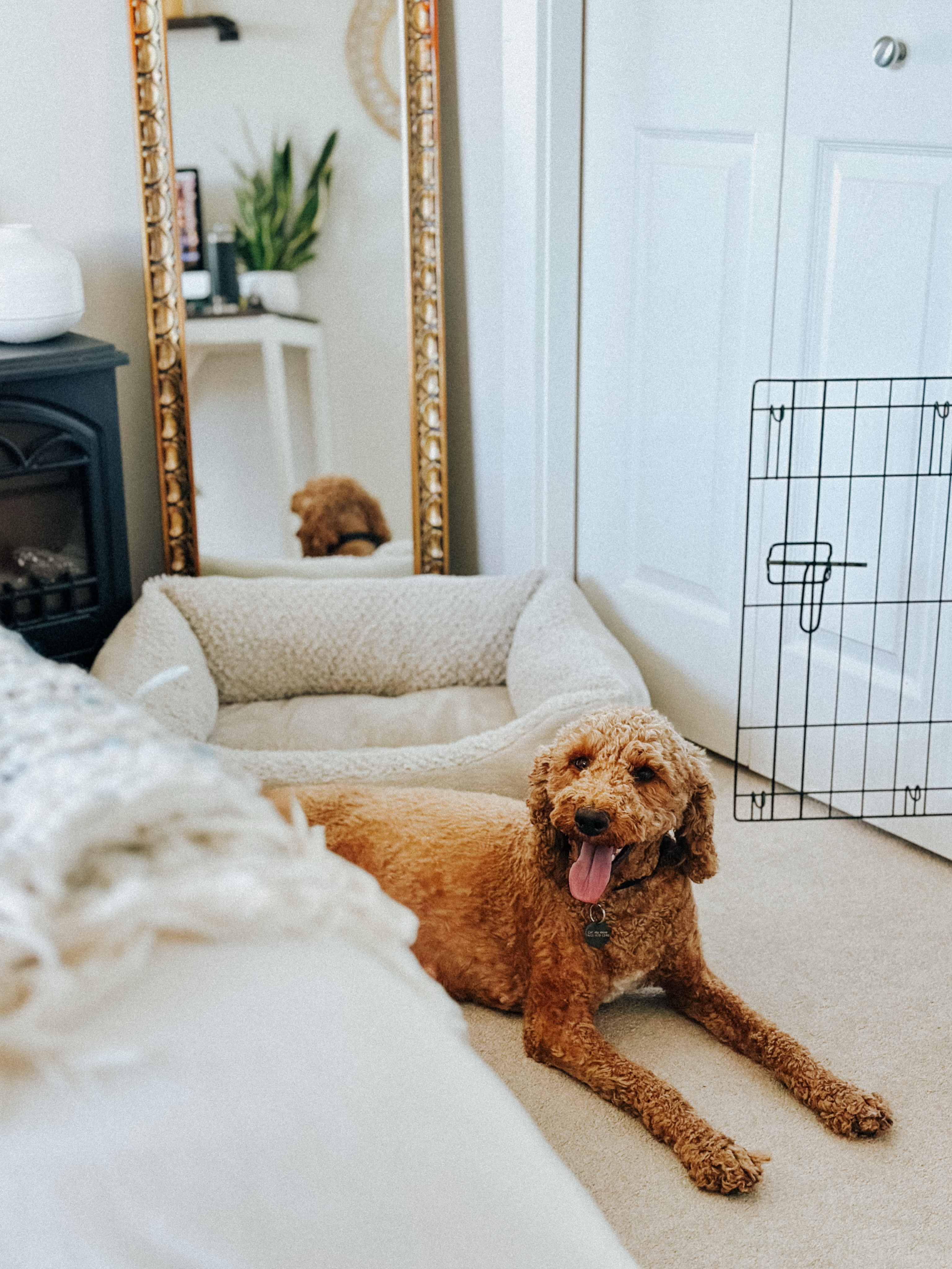 Just patiently awaiting her little babes…🐾💗🤭
Our next litter is almost here – apply today at RockyLegendDoodles.com • 🇨🇦 Calgary, AB
Mini English Goldendoodles • Aussiedoodles • Double Doodles • Holistic • Family Raised •