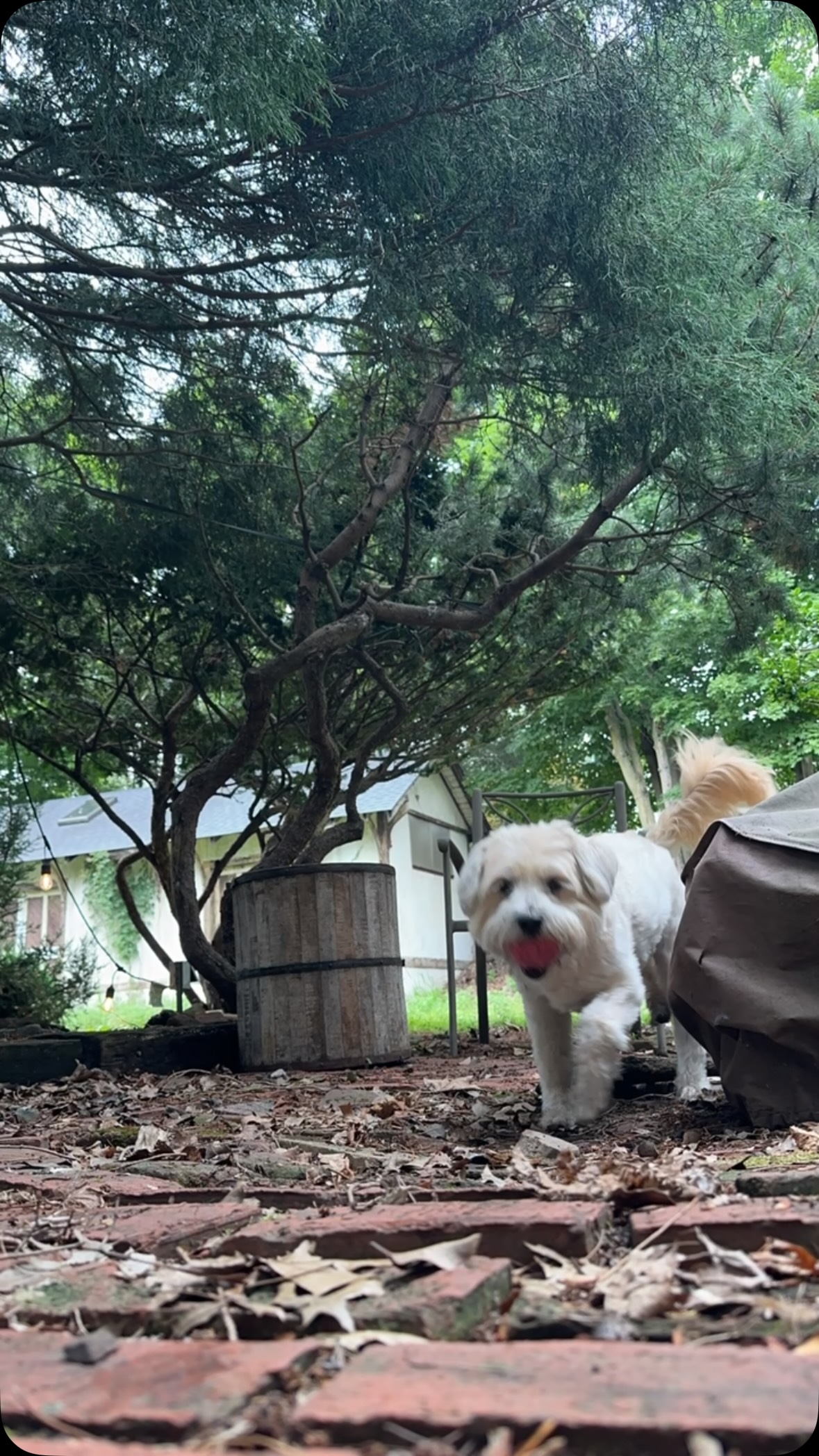 Every once in a while @louboutinthedog gets her own reel.
She is my heart, my soul, and my chicken nugget baby!!
also I think she may be part retriever....
#AdoptDontShop #PuppyLove #Flooferton #LouboutinTheDog